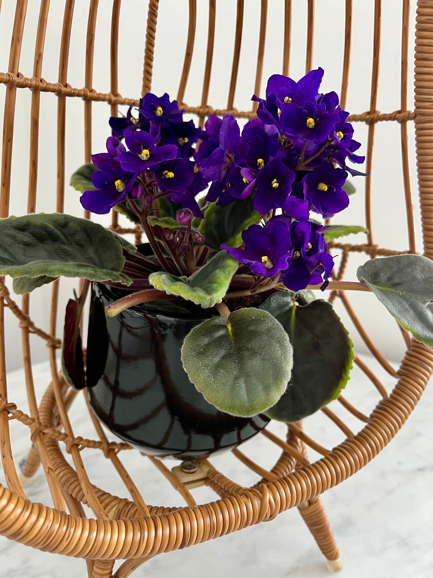 Funky Mini Egg Chair Plant Stand