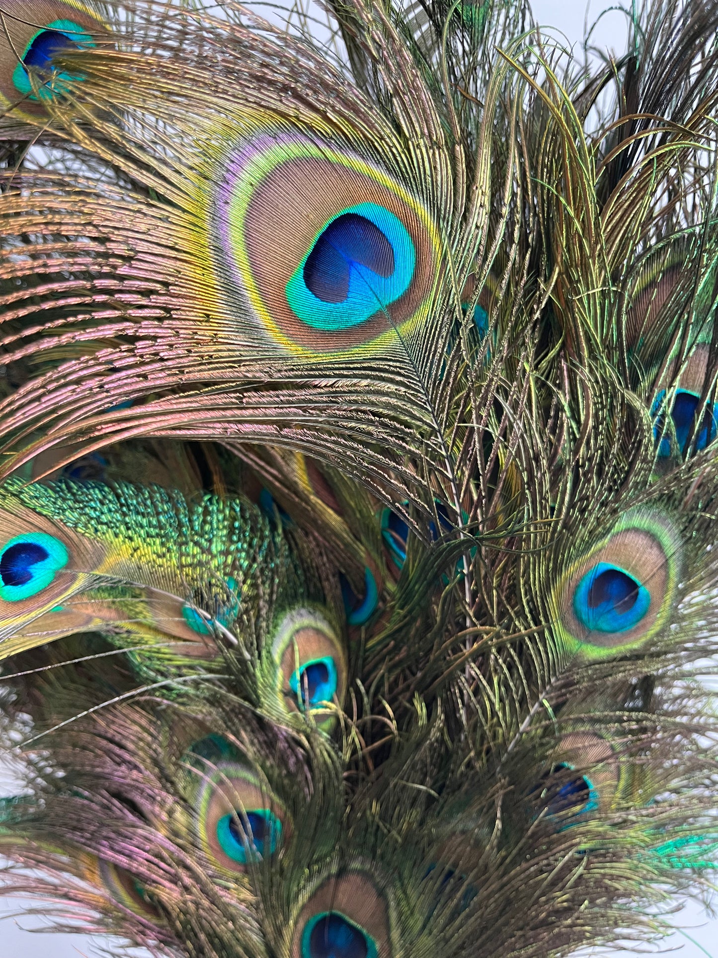 Lovely Lantern Vase with Peacock Feathers