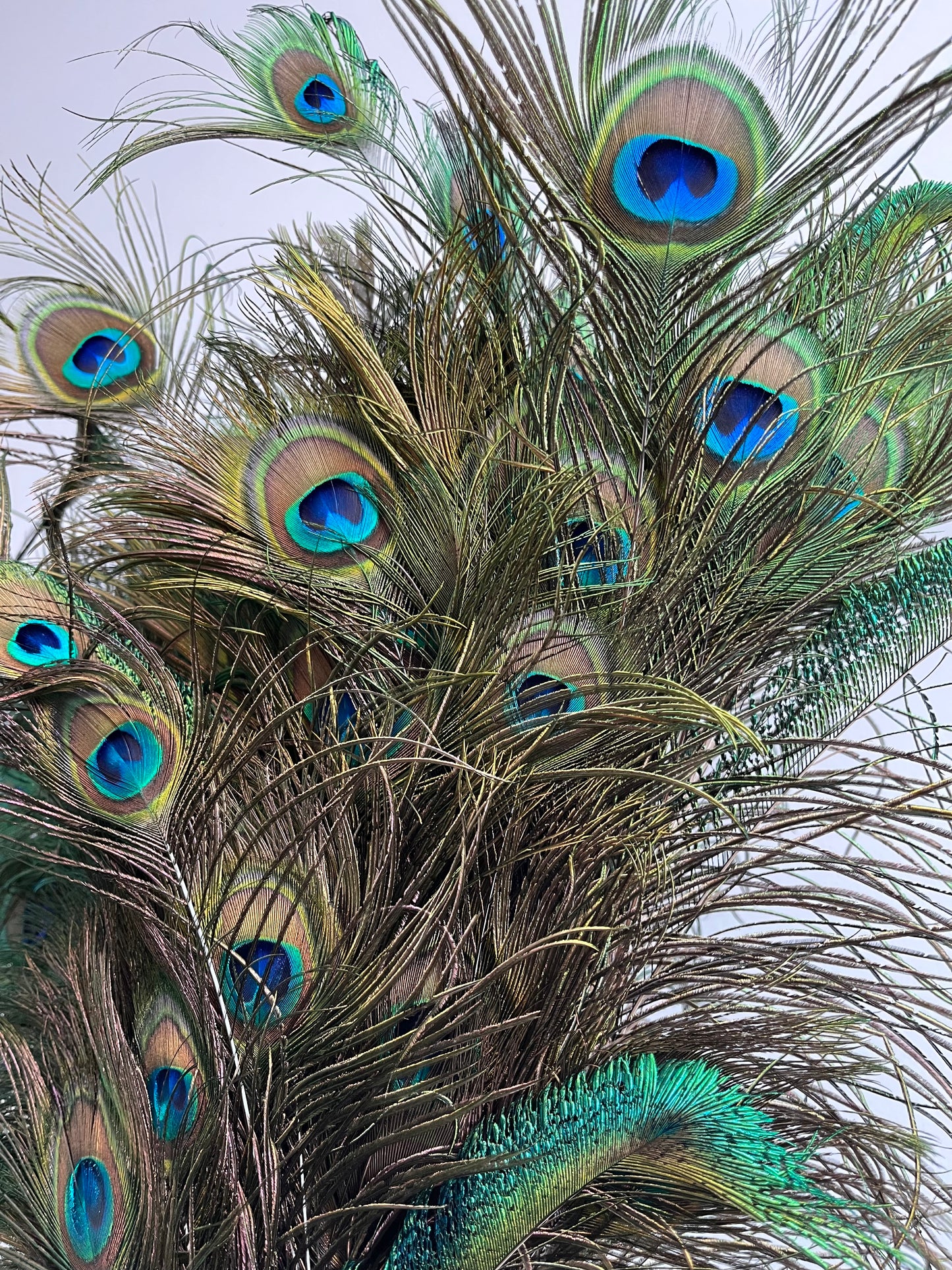Lovely Lantern Vase with Peacock Feathers