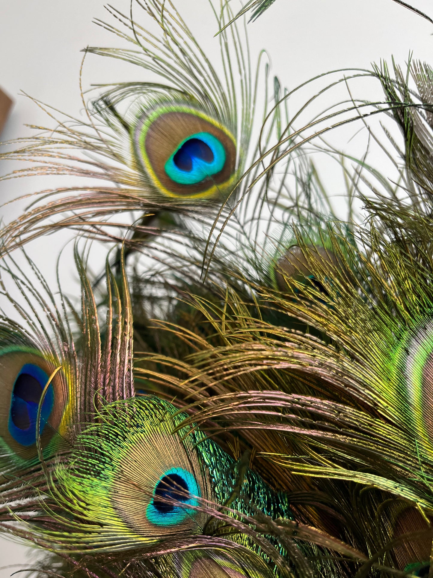 Lovely Lantern Vase with Peacock Feathers