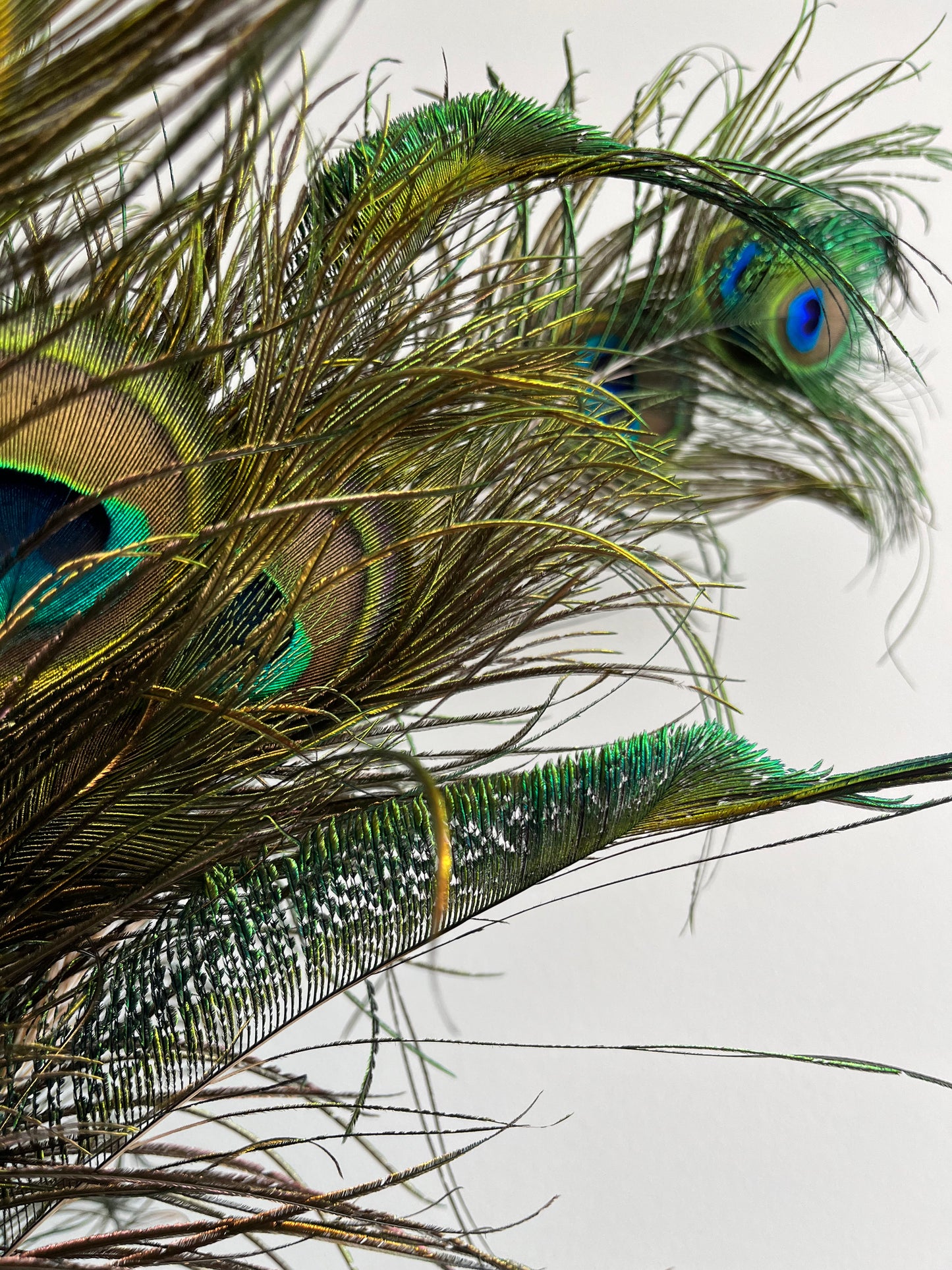 Lovely Lantern Vase with Peacock Feathers