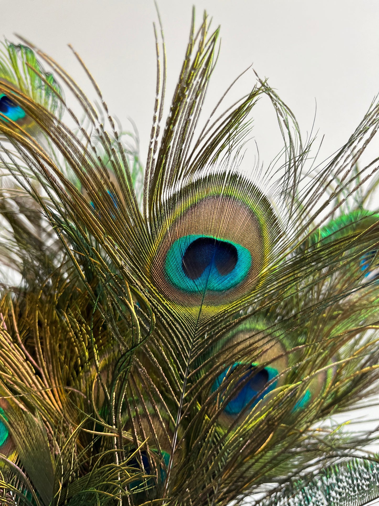 Lovely Lantern Vase with Peacock Feathers