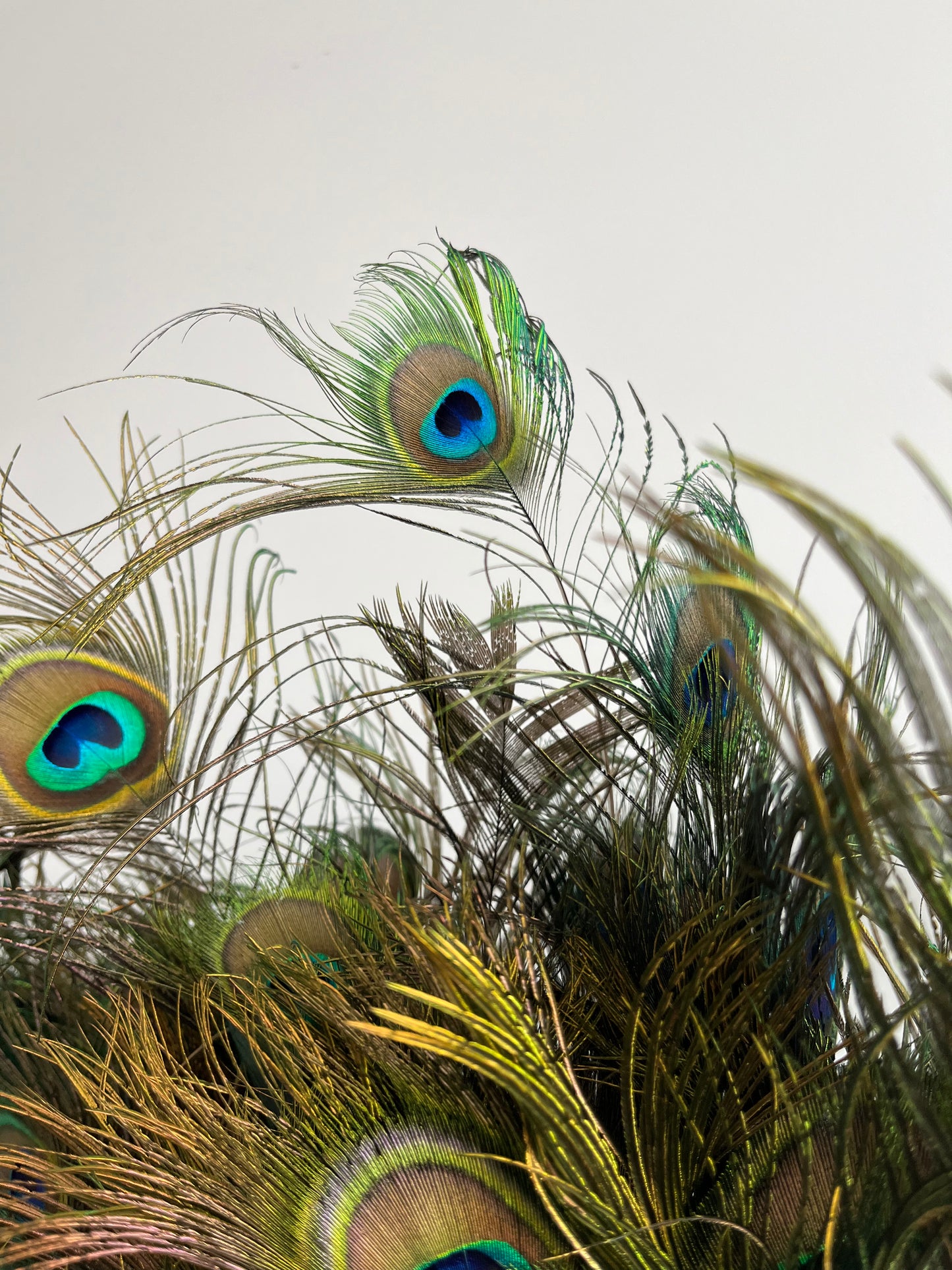 Lovely Lantern Vase with Peacock Feathers