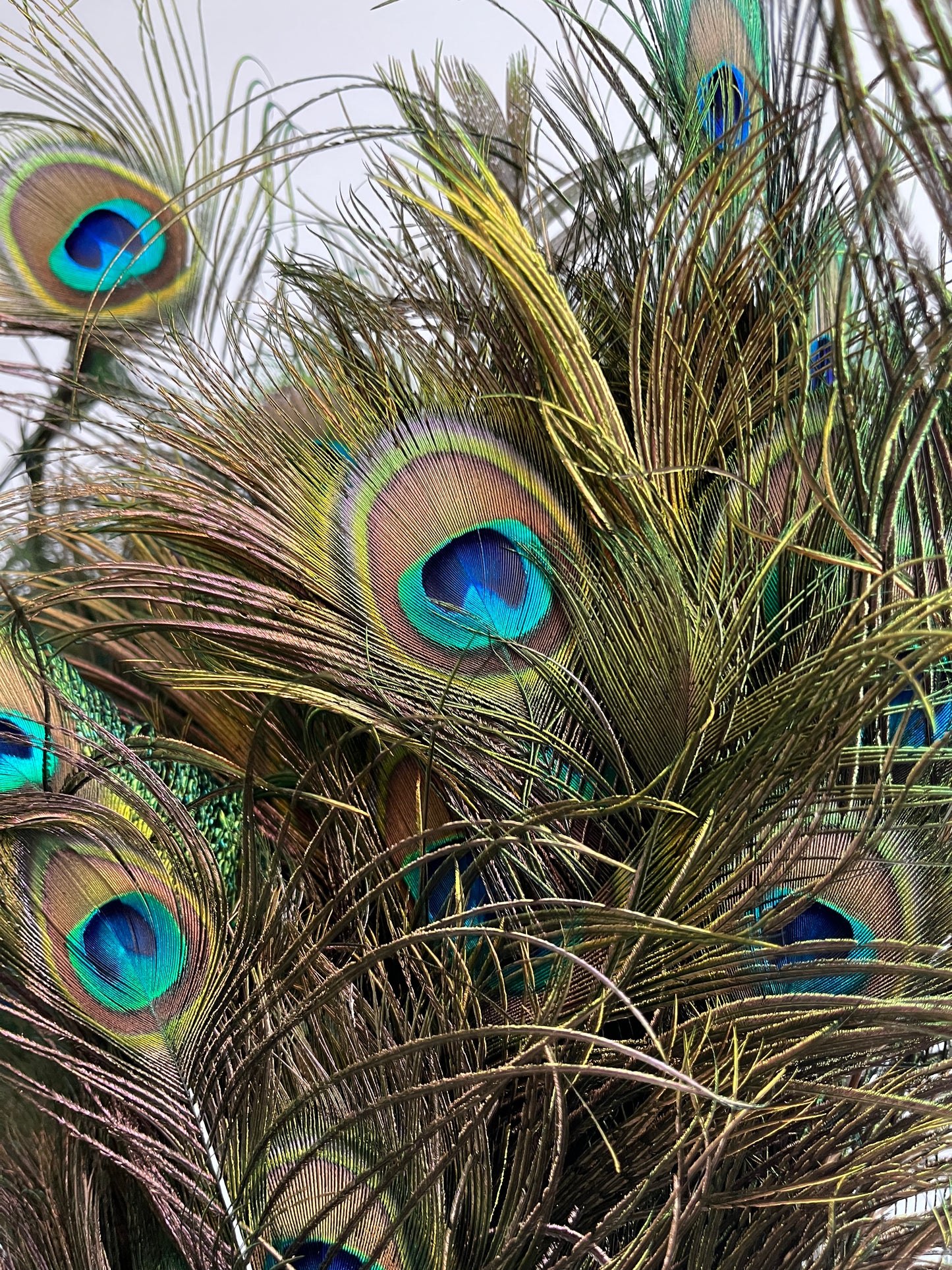 Lovely Lantern Vase with Peacock Feathers