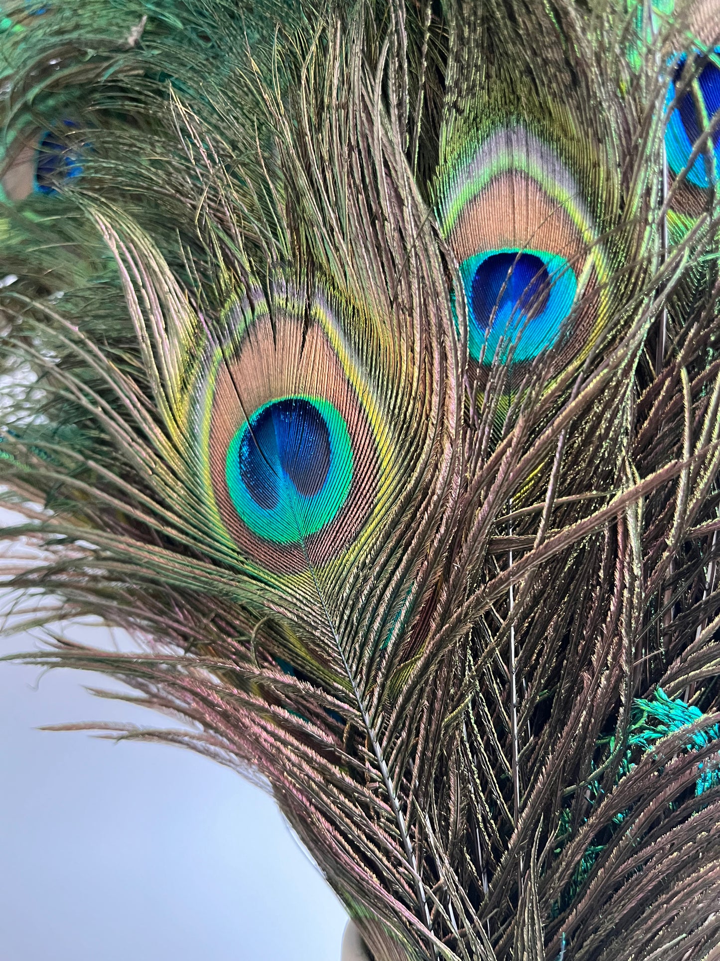 Lovely Lantern Vase with Peacock Feathers