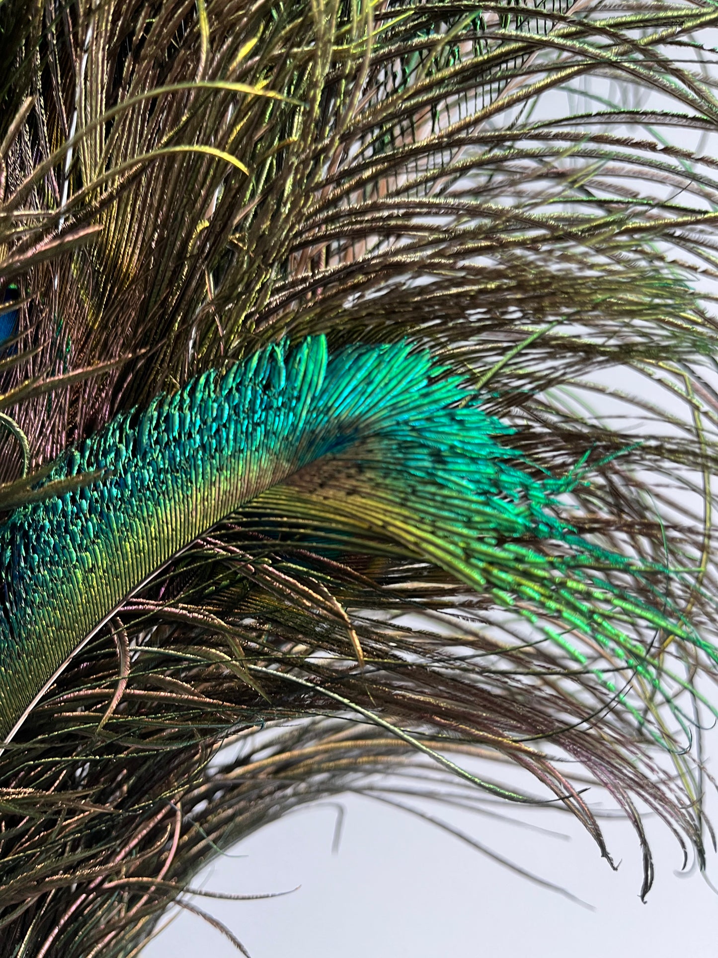 Lovely Lantern Vase with Peacock Feathers