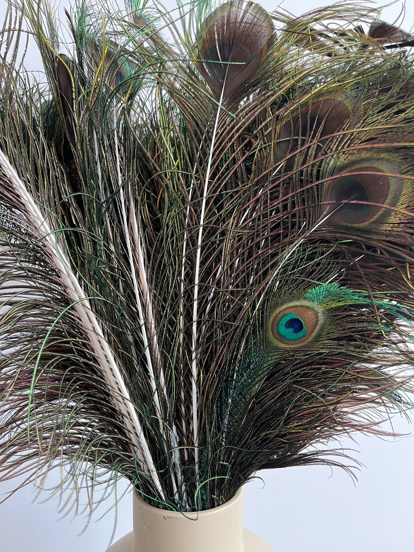 Lovely Lantern Vase with Peacock Feathers
