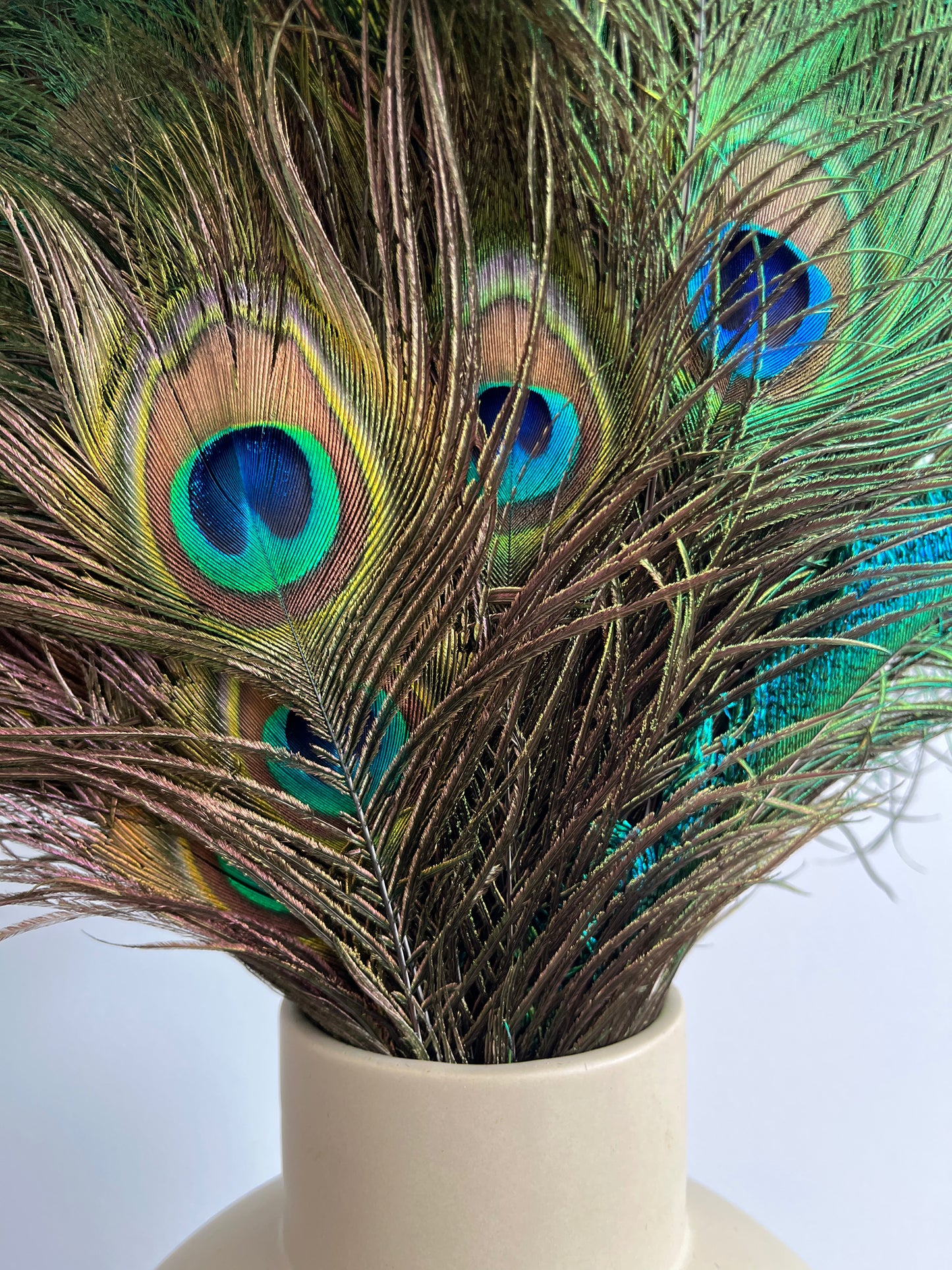 Lovely Lantern Vase with Peacock Feathers