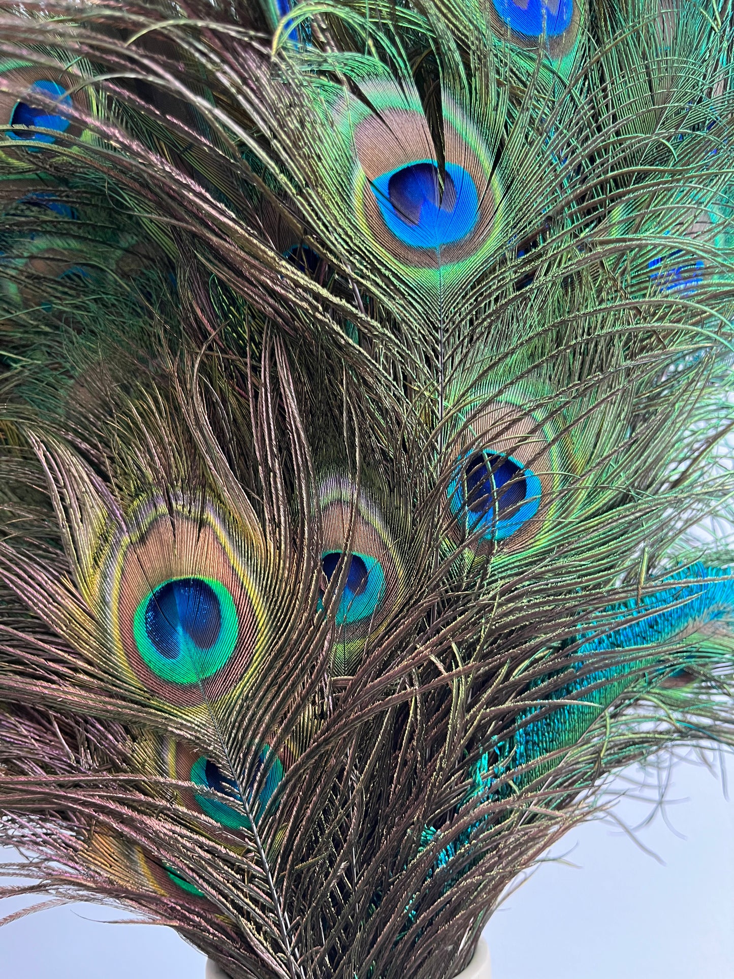 Lovely Lantern Vase with Peacock Feathers