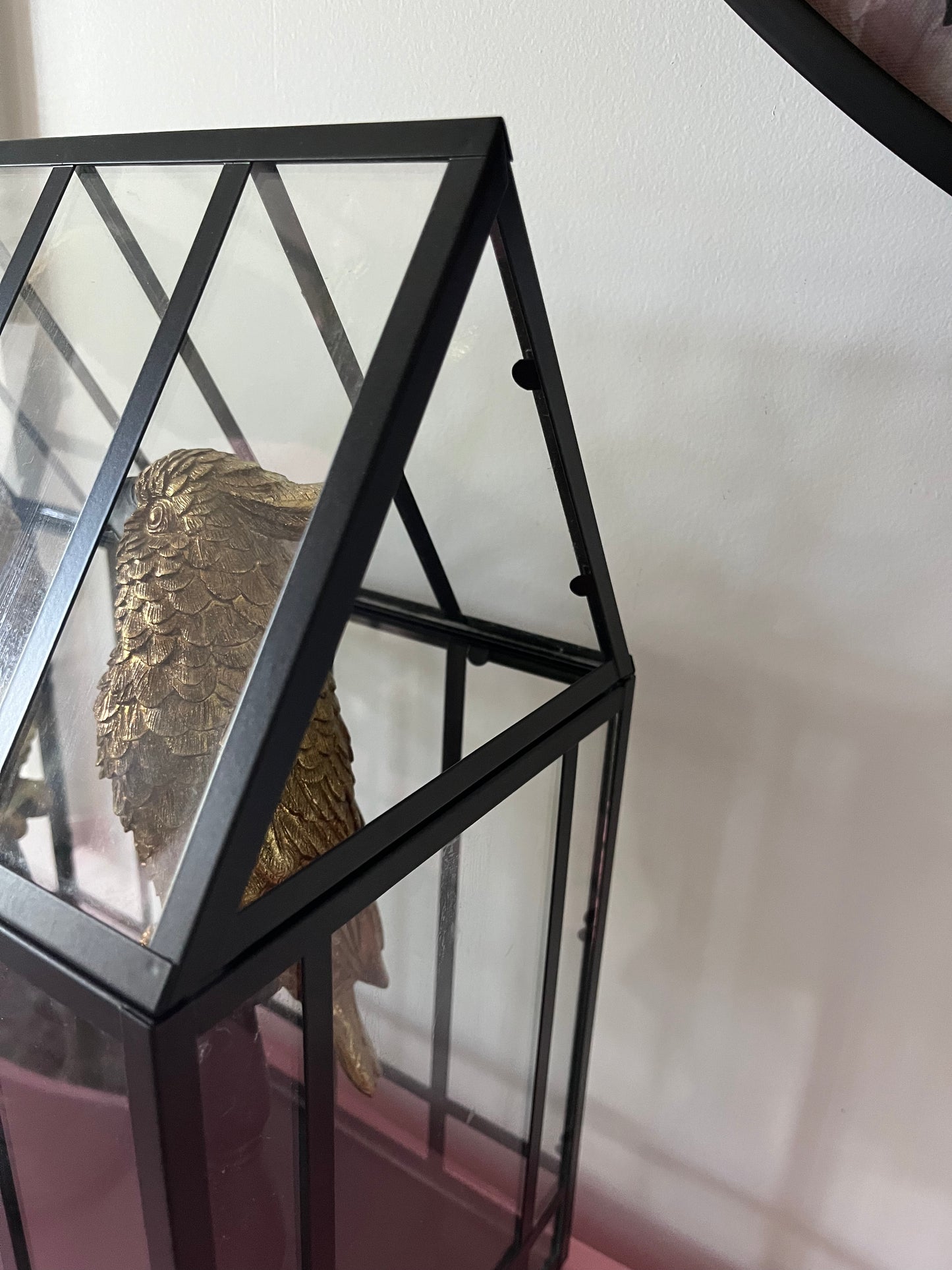 Gorgeous Pair of Gold Cockatoos in Glasshouse
