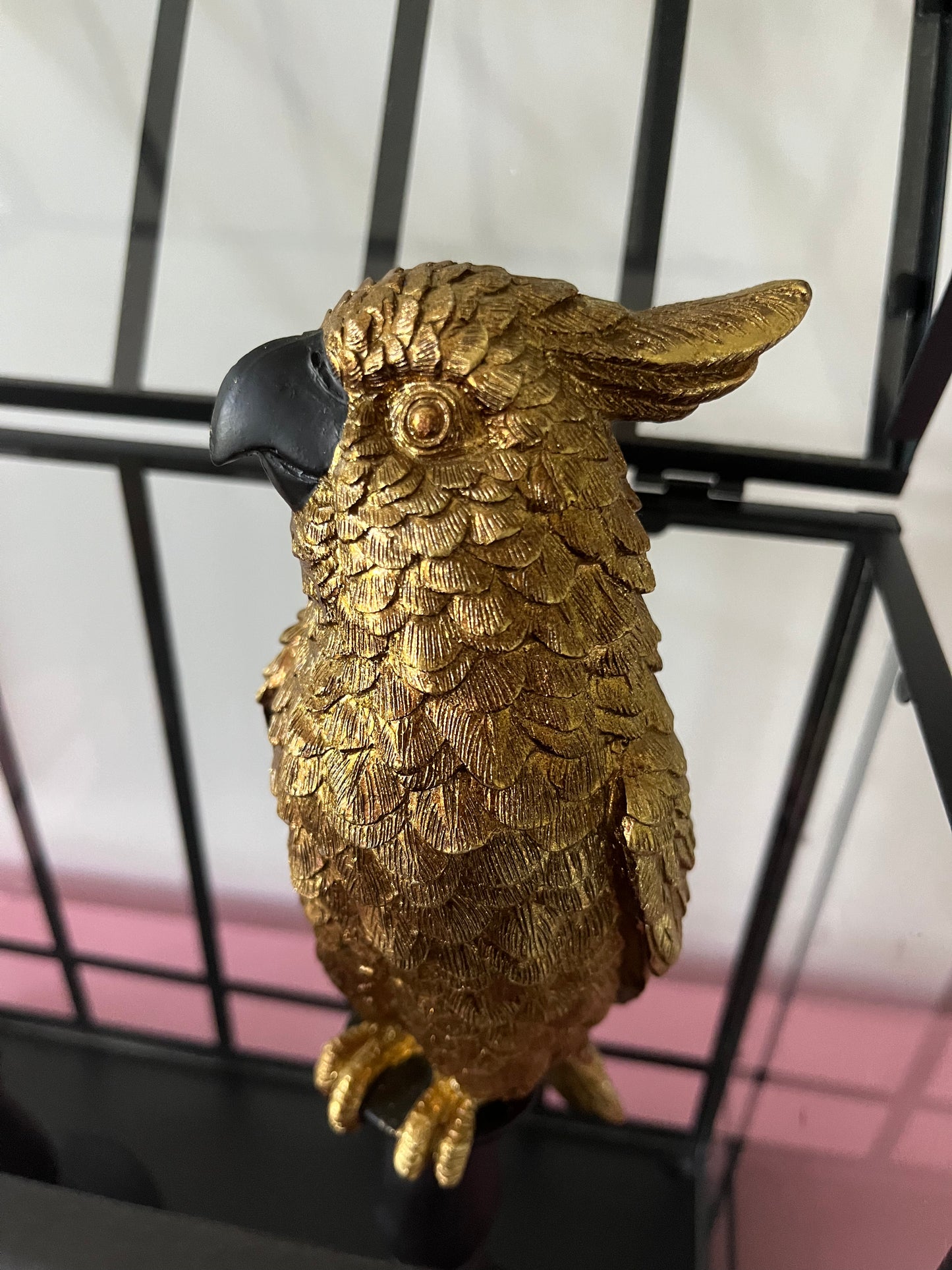 Gorgeous Pair of Gold Cockatoos in Glasshouse
