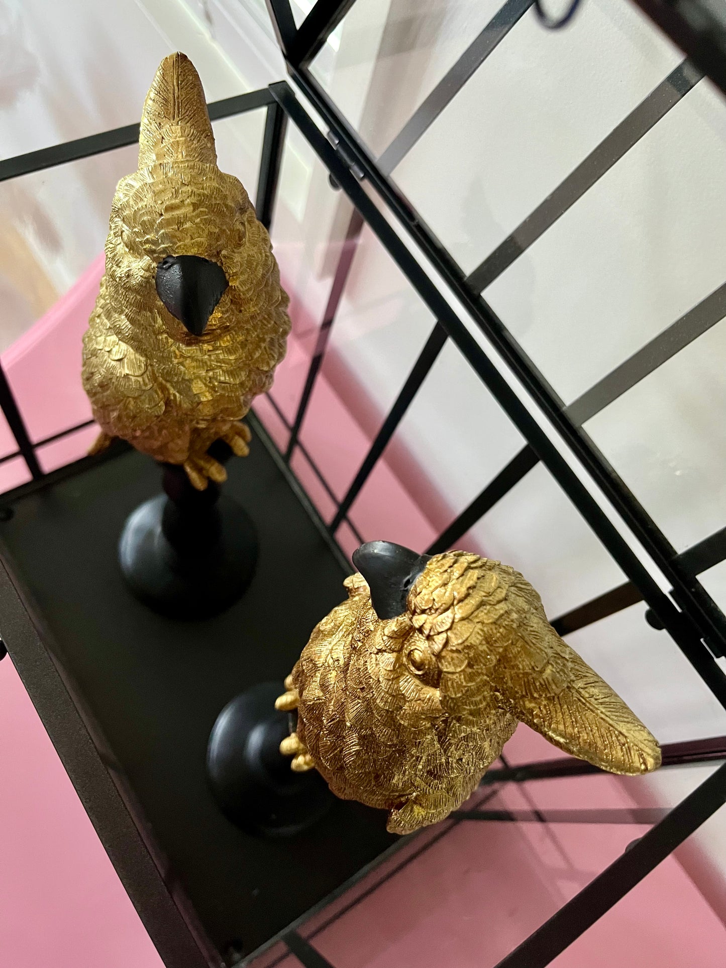 Gorgeous Pair of Gold Cockatoos in Glasshouse