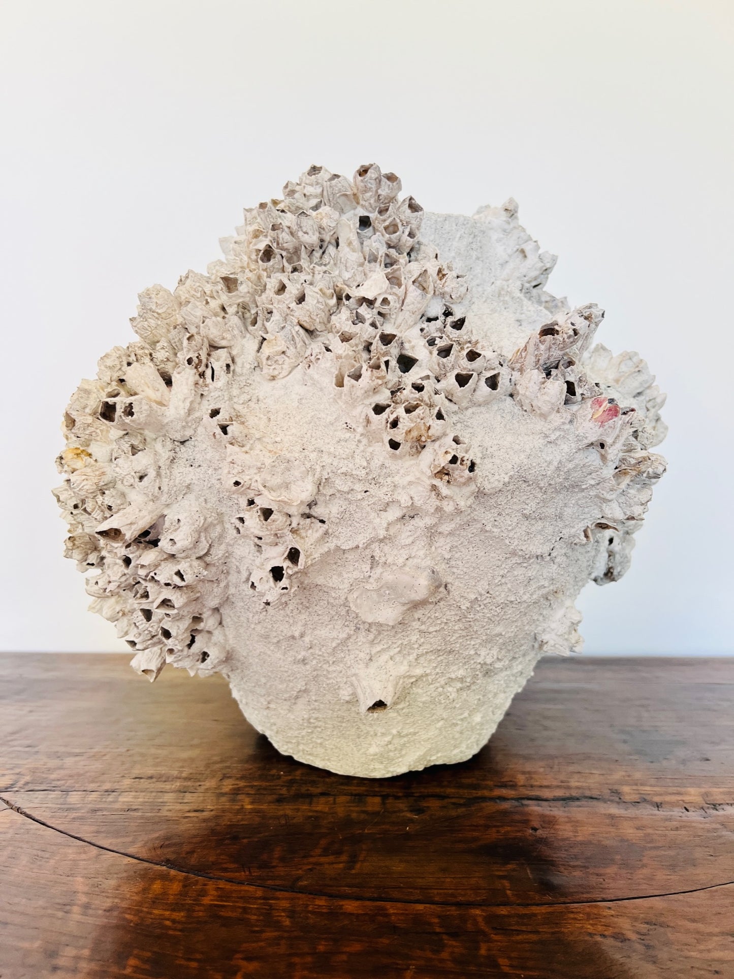 Round Barnacle Pot