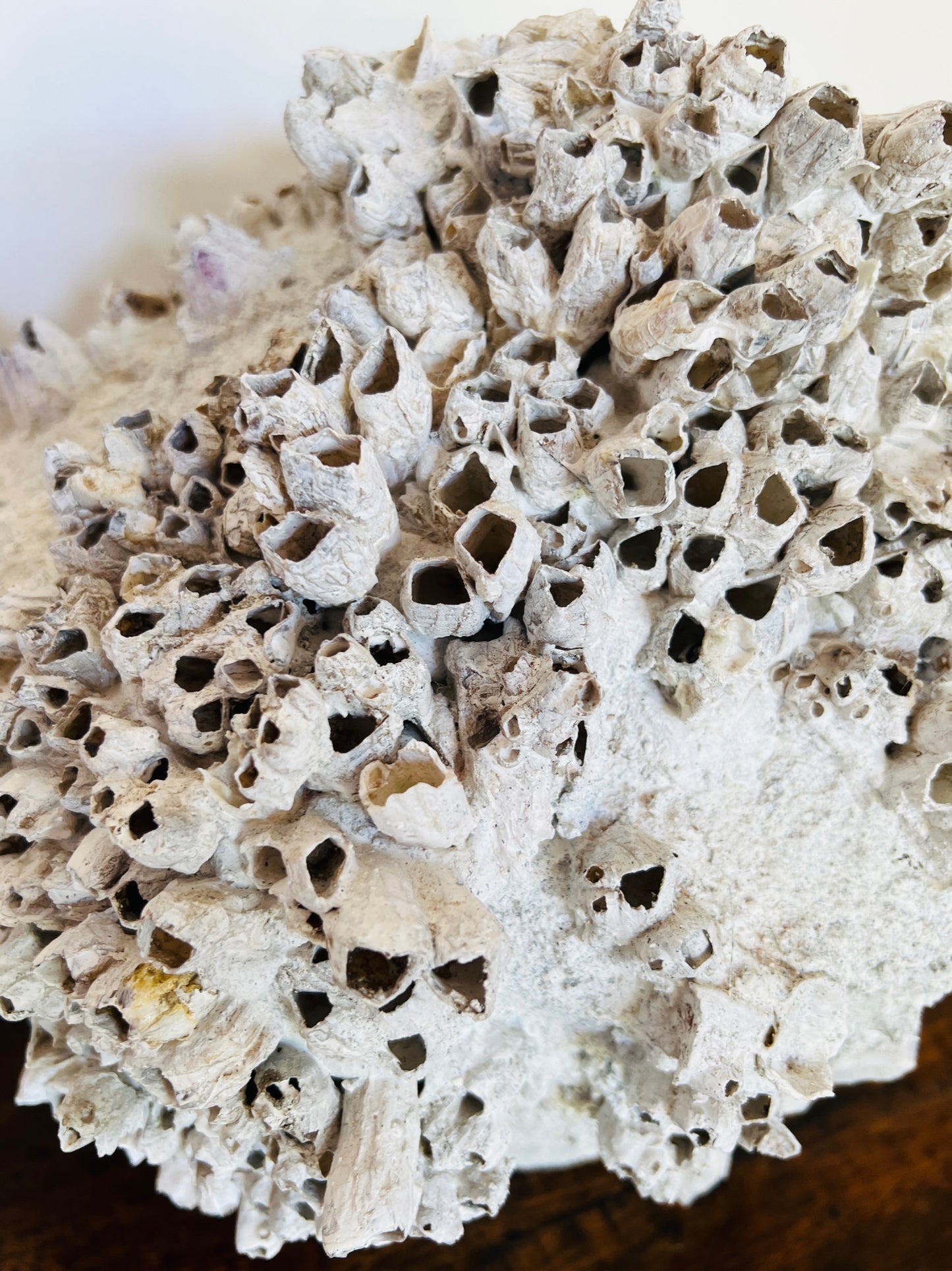 Round Barnacle Pot
