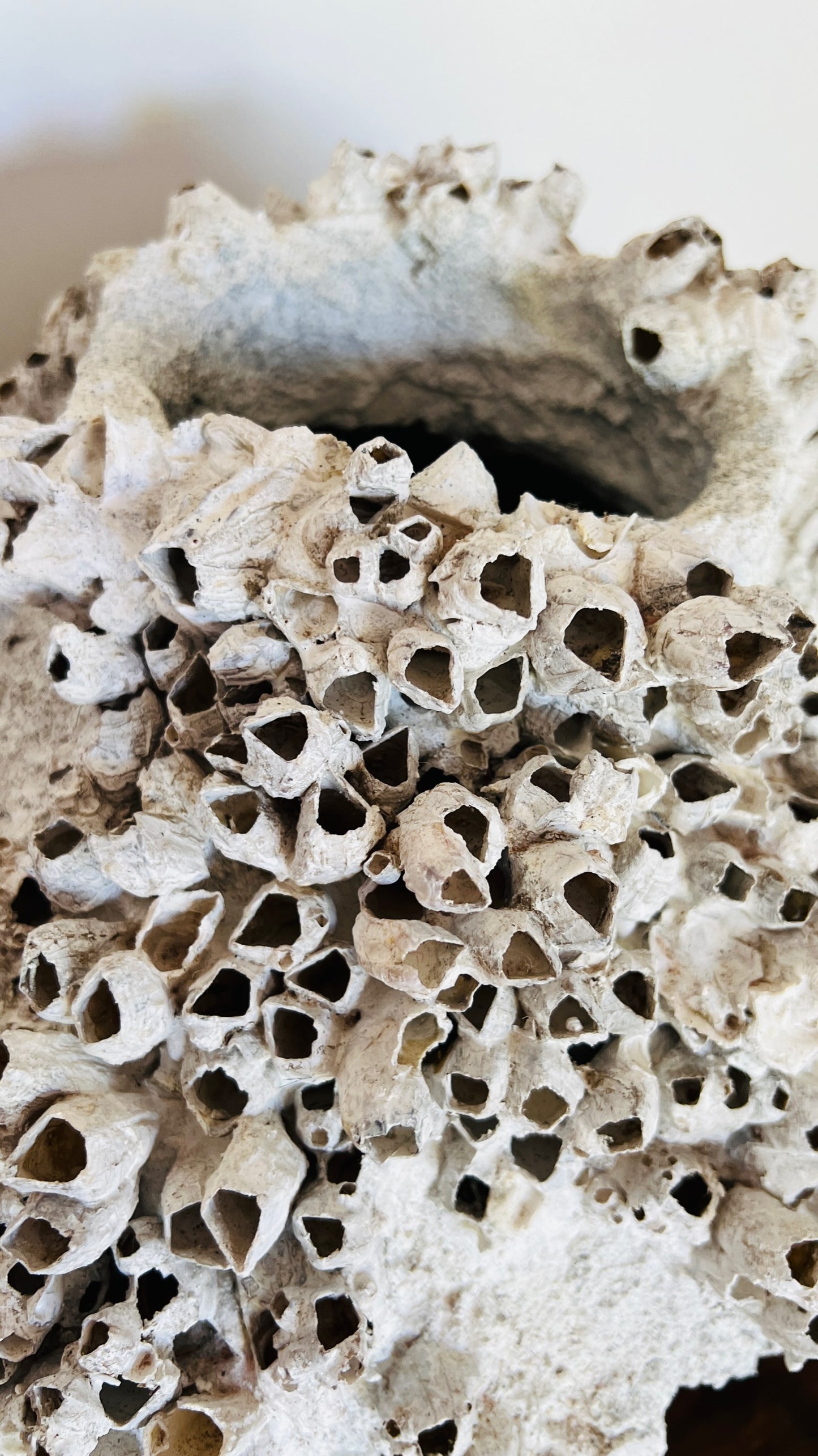 Round Barnacle Pot