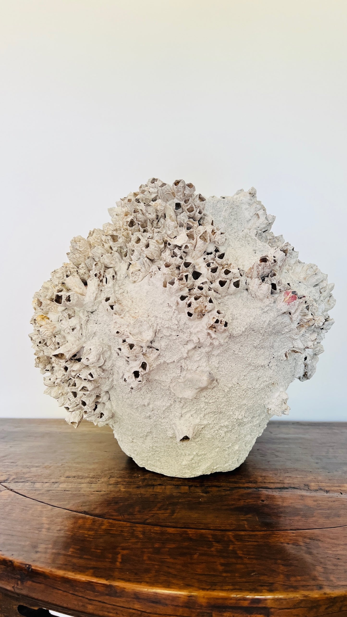 Round Barnacle Pot