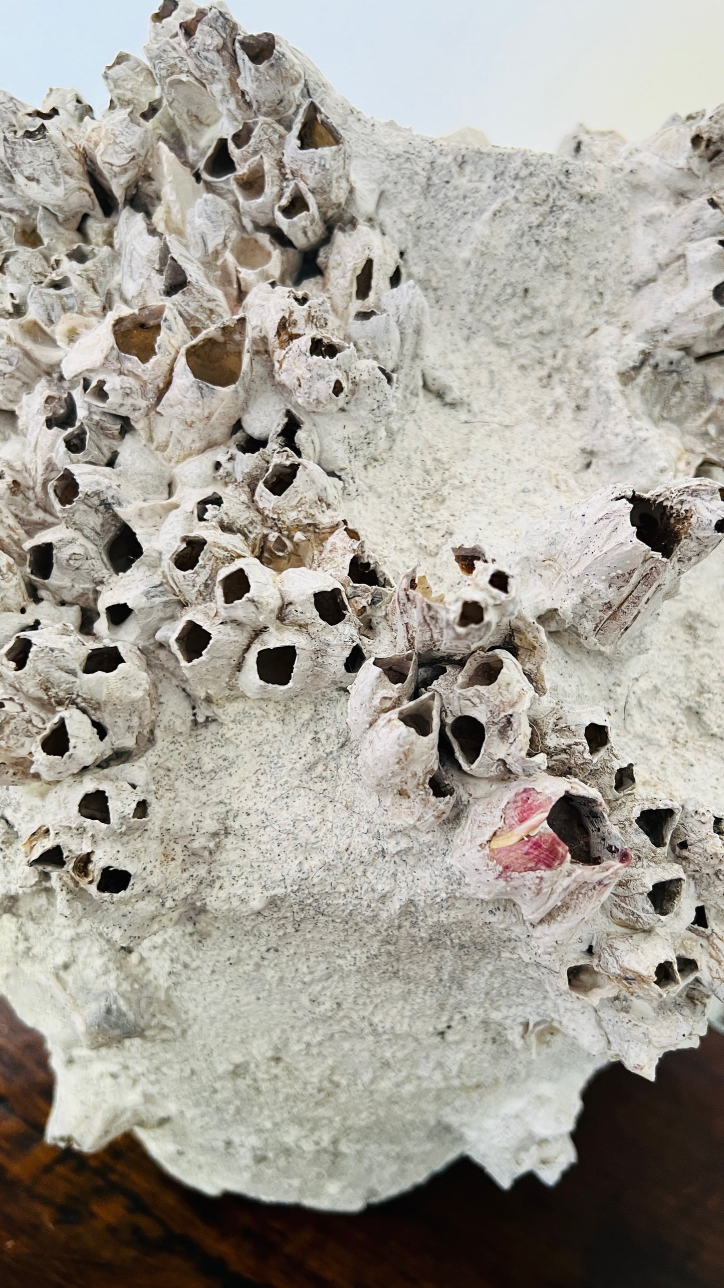 Round Barnacle Pot