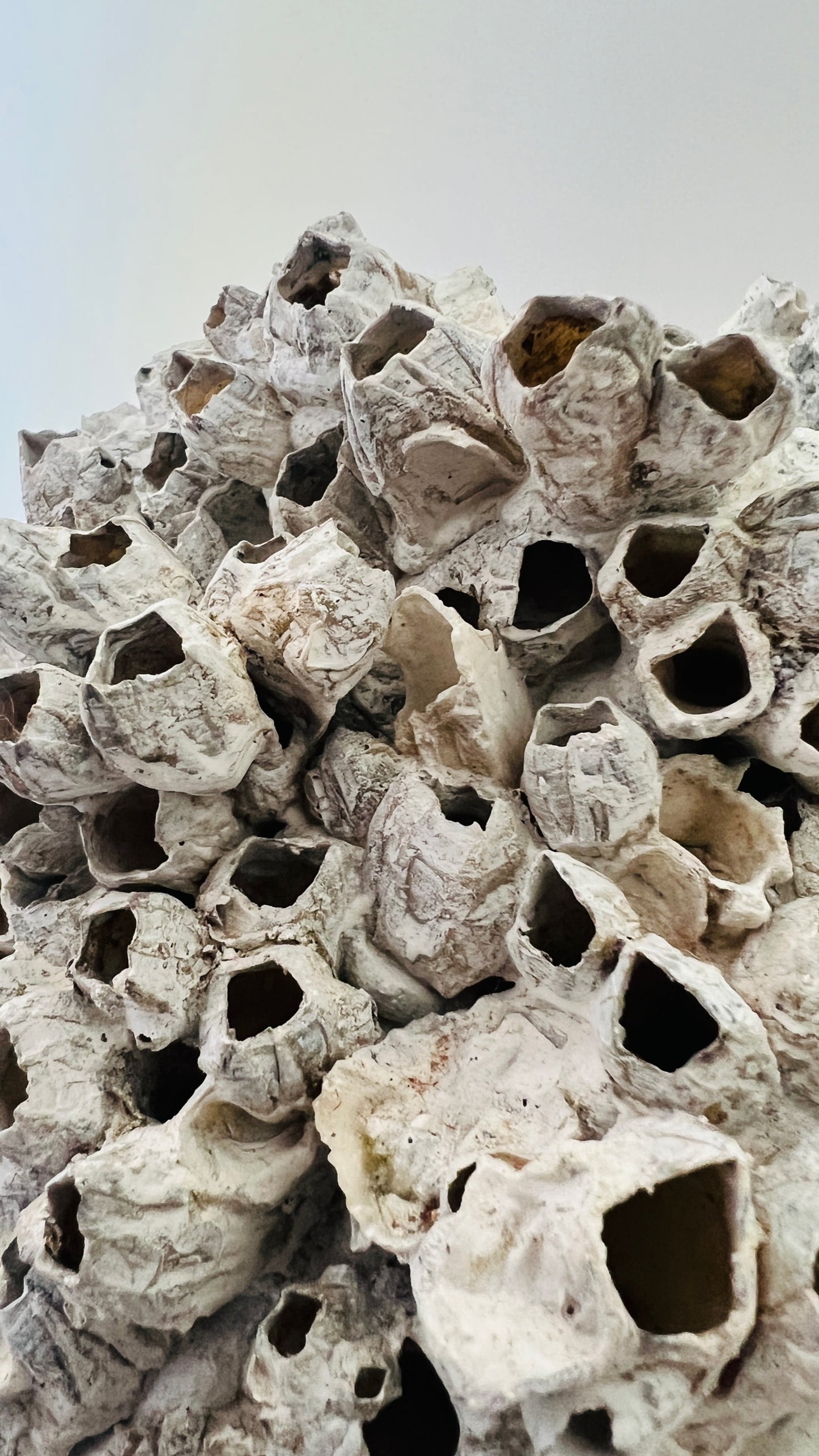 Round Barnacle Pot