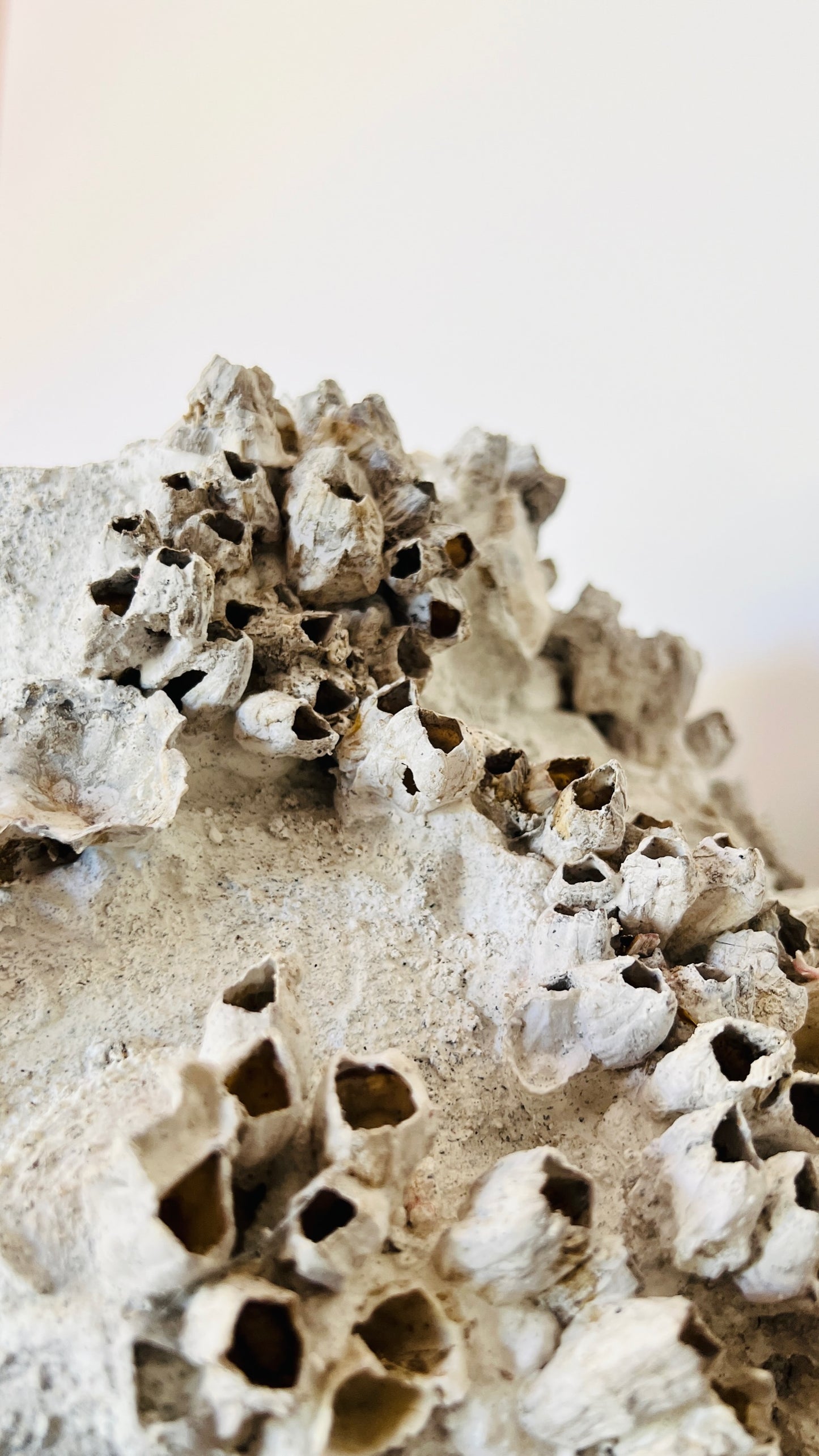 Round Barnacle Pot