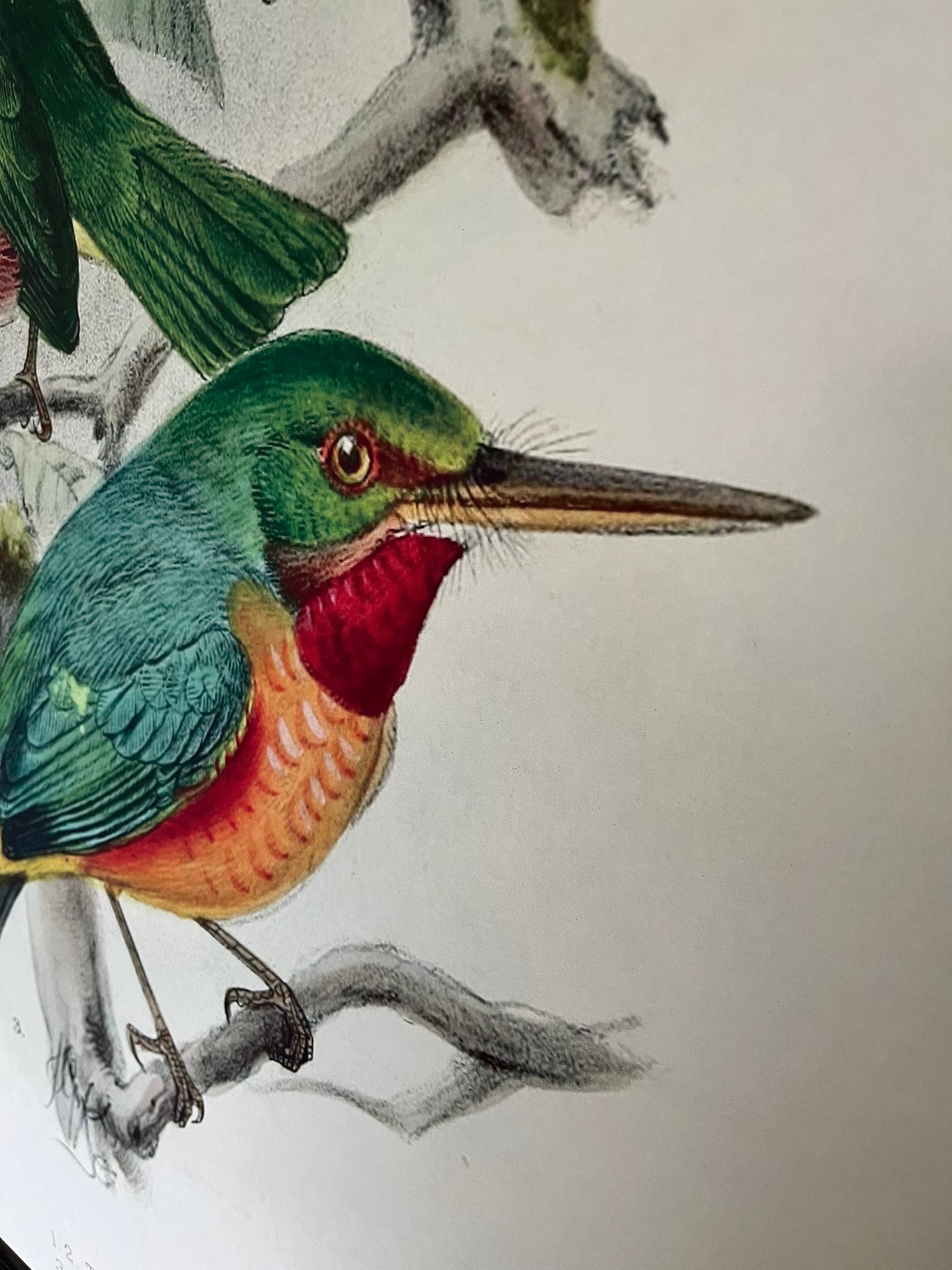 Beautiful Pair of Framed Bird Prints
