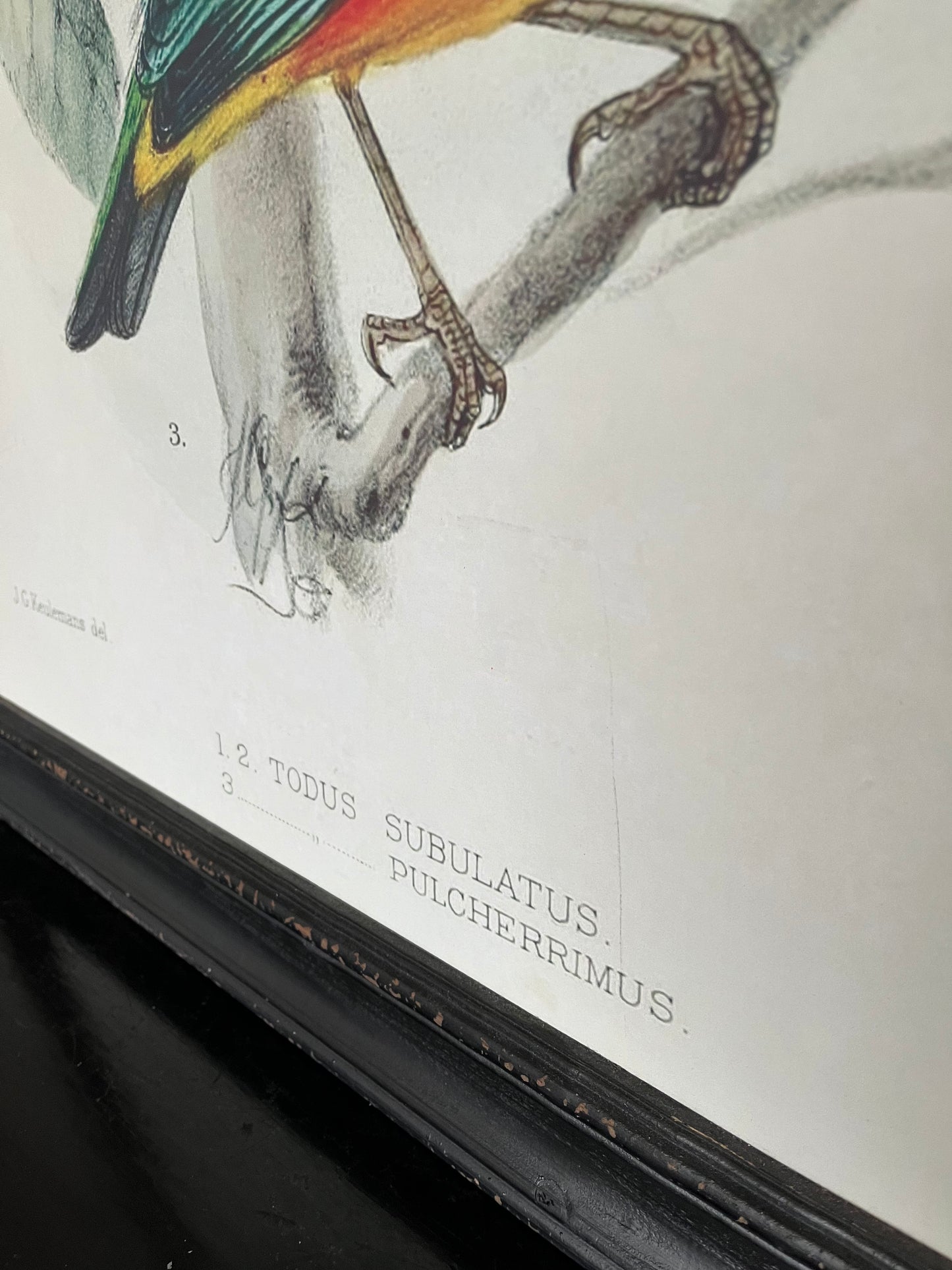 Beautiful Pair of Framed Bird Prints