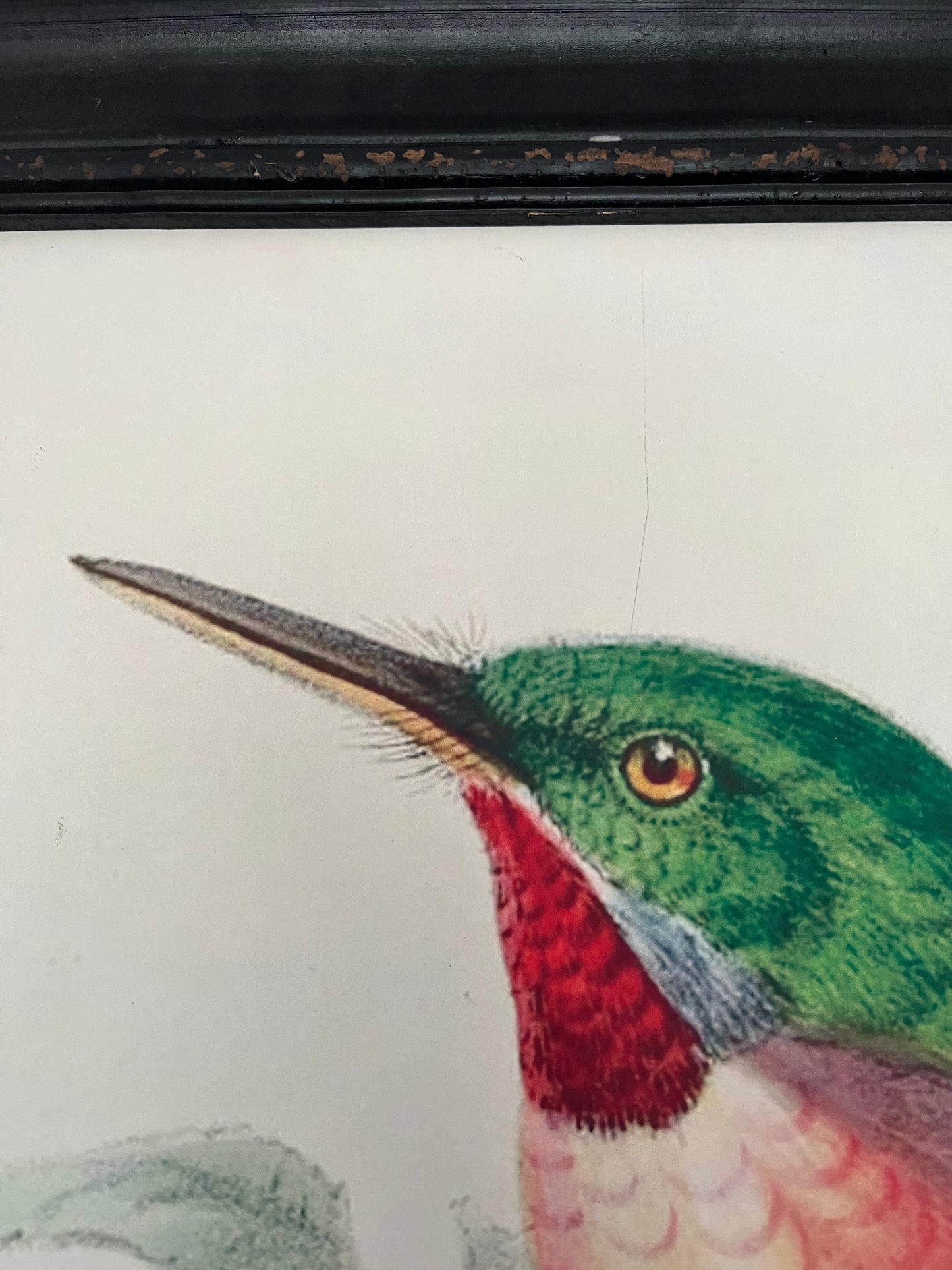 Beautiful Pair of Framed Bird Prints