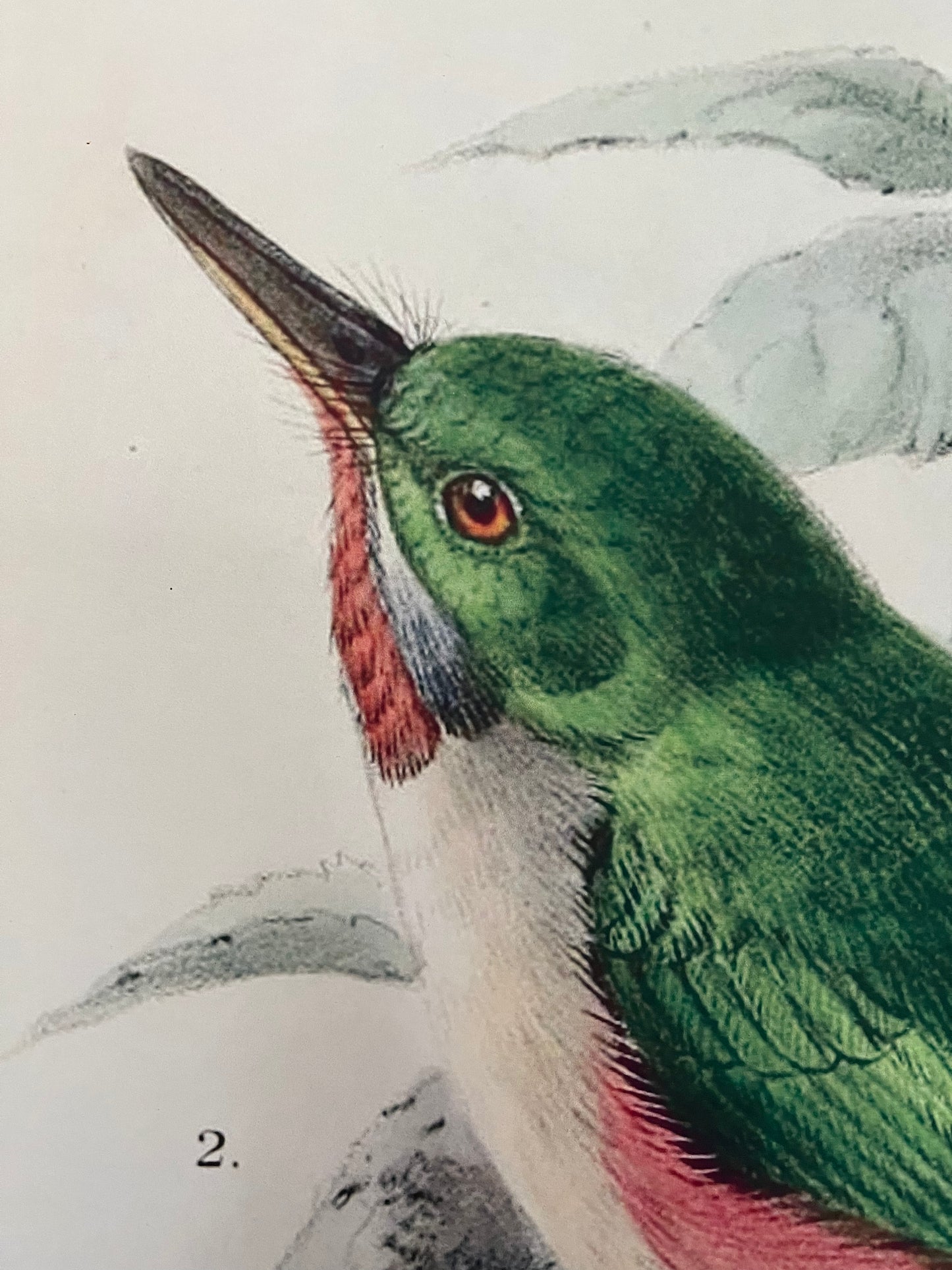 Beautiful Pair of Framed Bird Prints