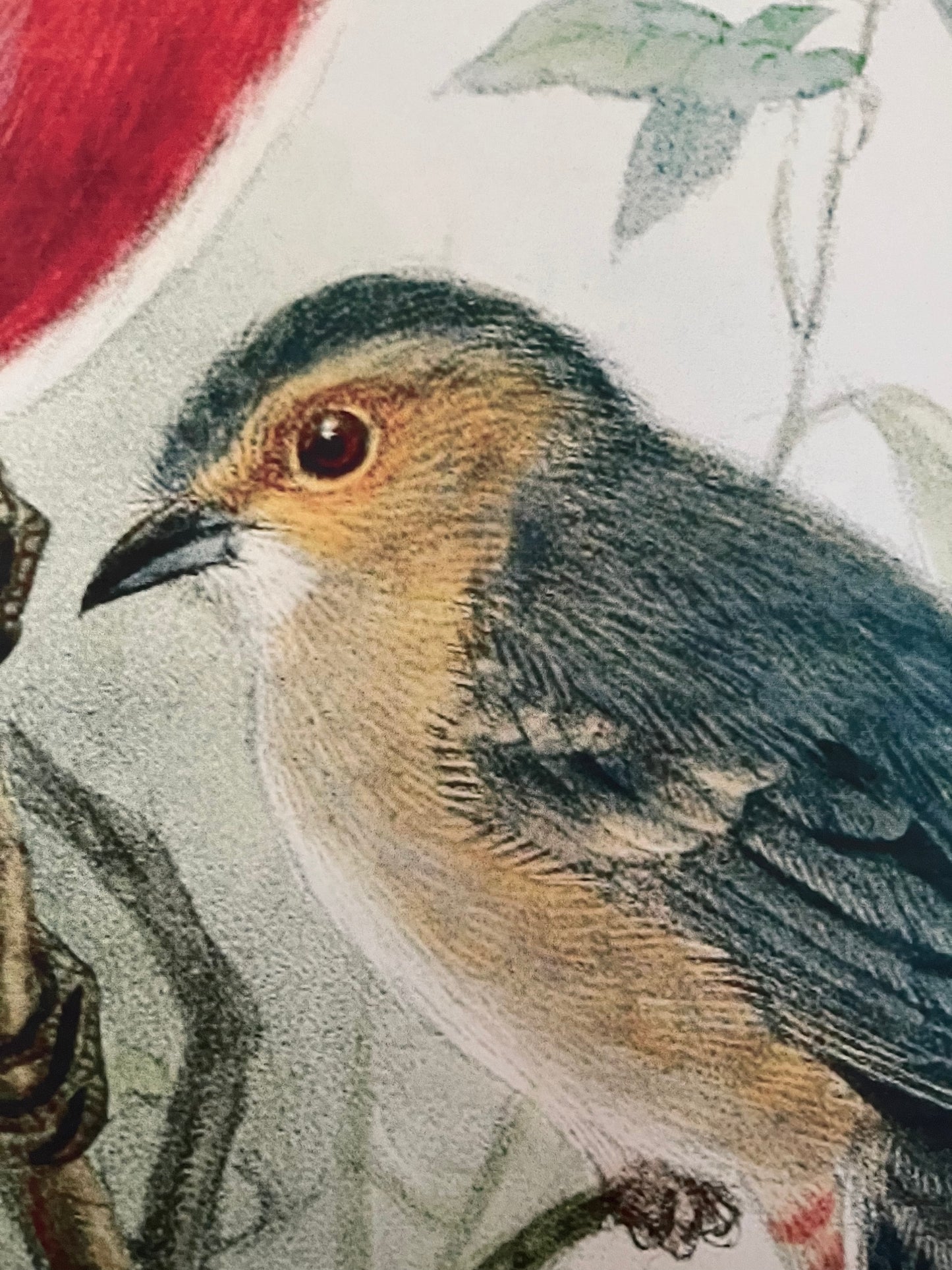Beautiful Pair of Framed Bird Prints