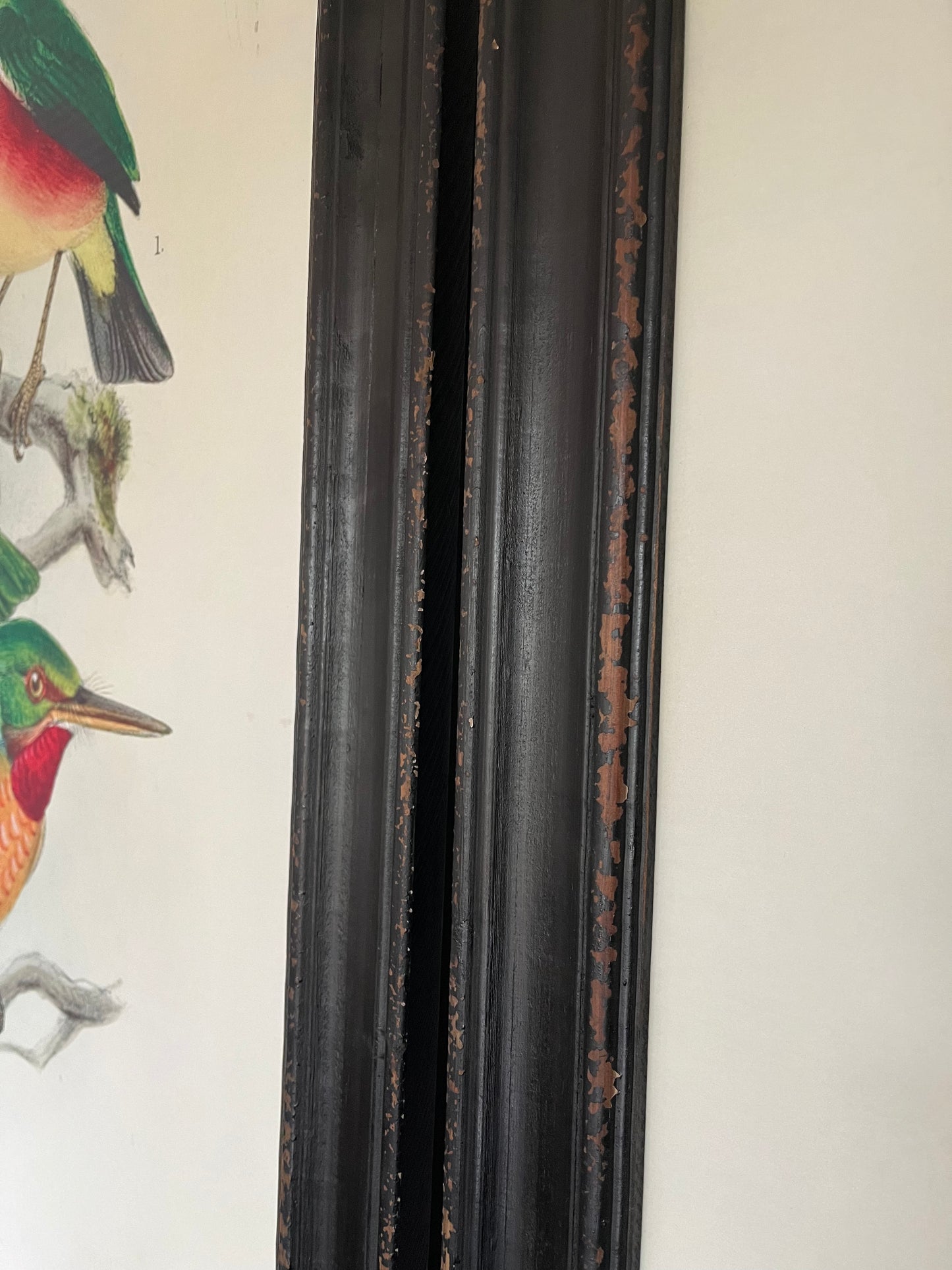 Beautiful Pair of Framed Bird Prints
