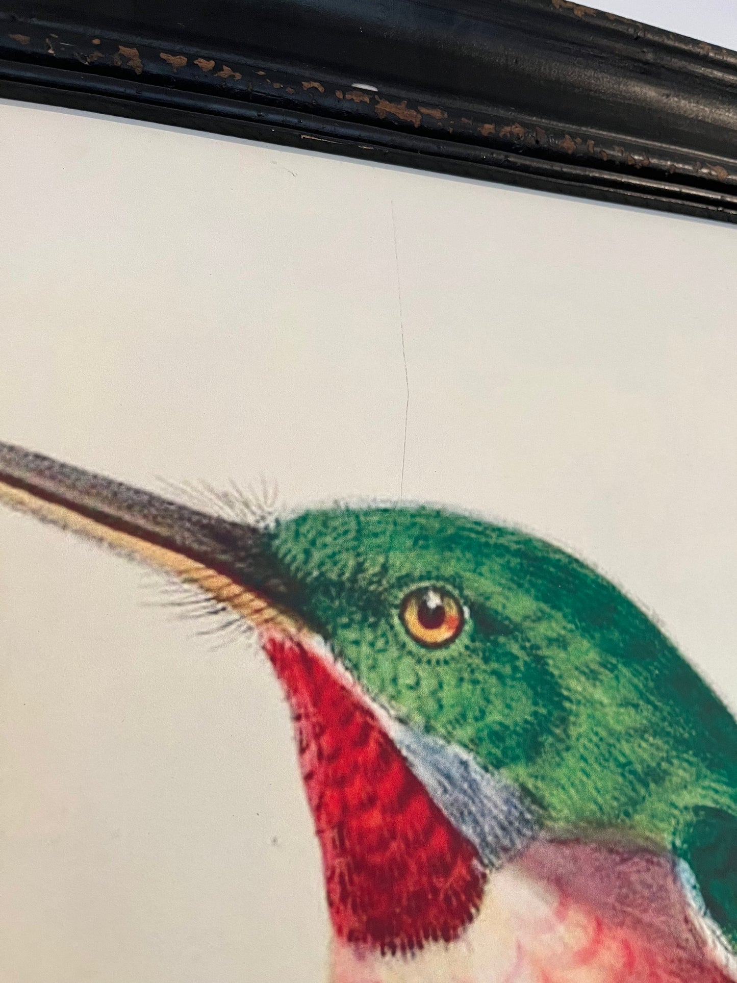 Beautiful Pair of Framed Bird Prints