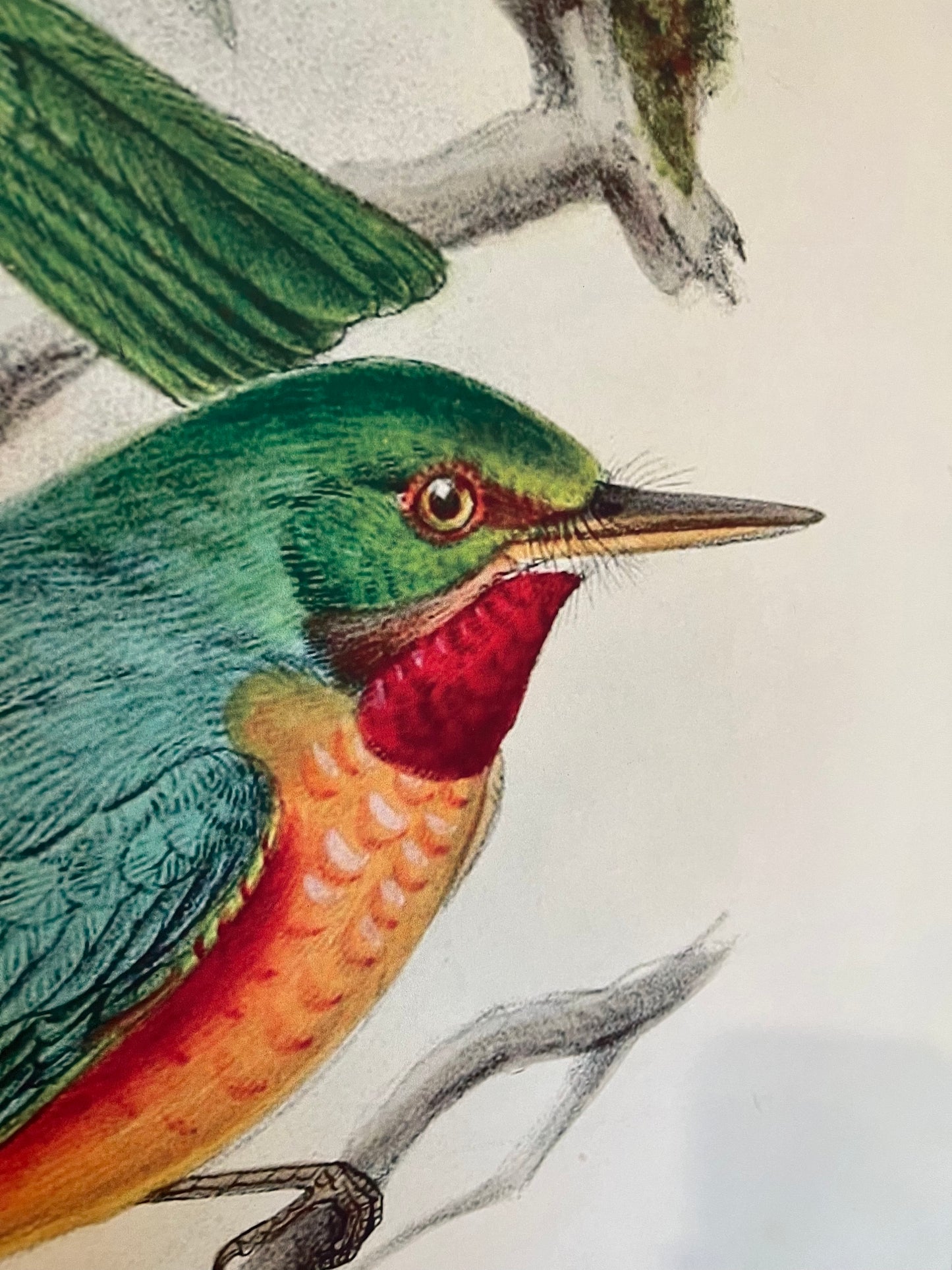 Beautiful Pair of Framed Bird Prints