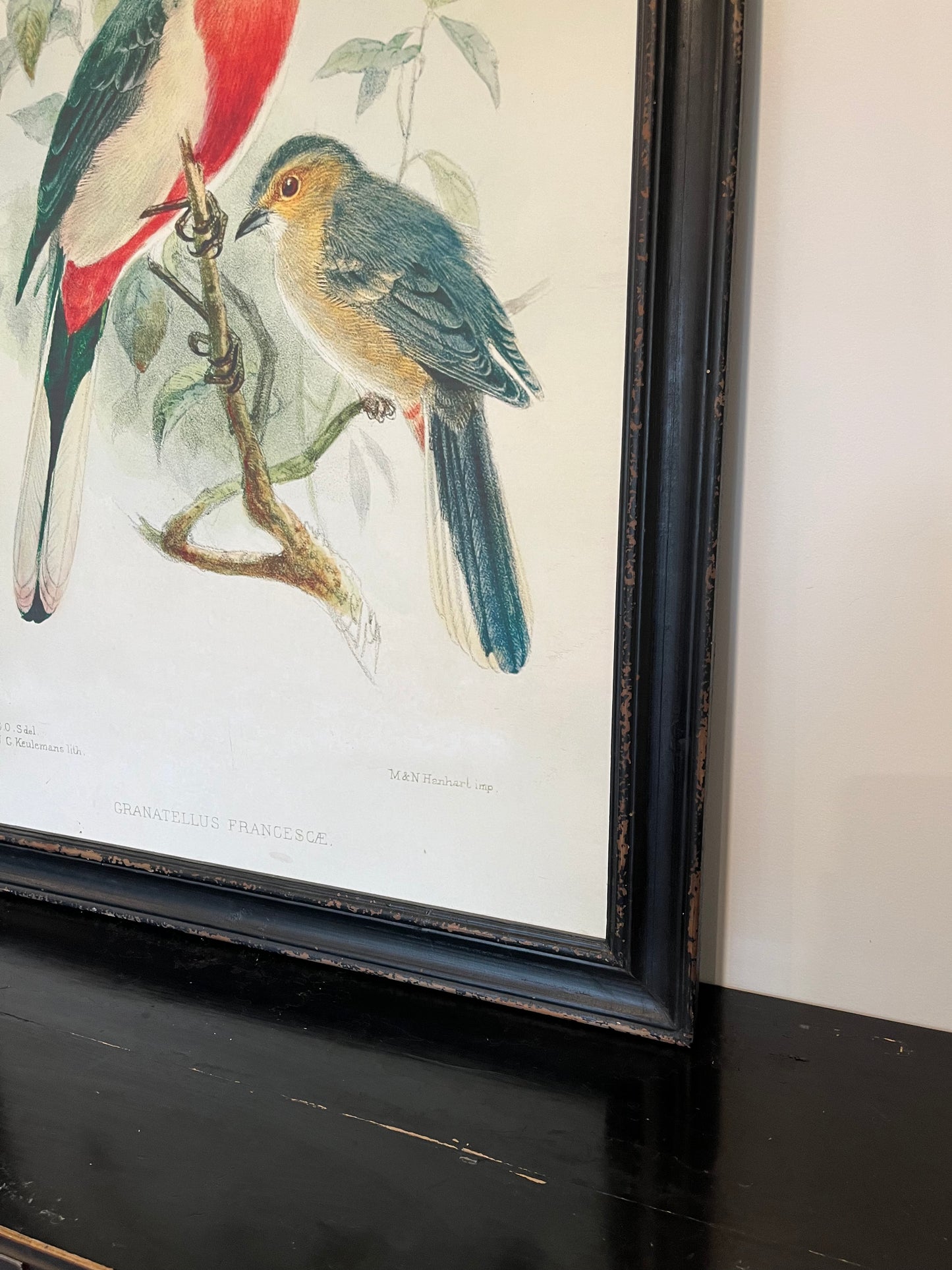 Beautiful Pair of Framed Bird Prints
