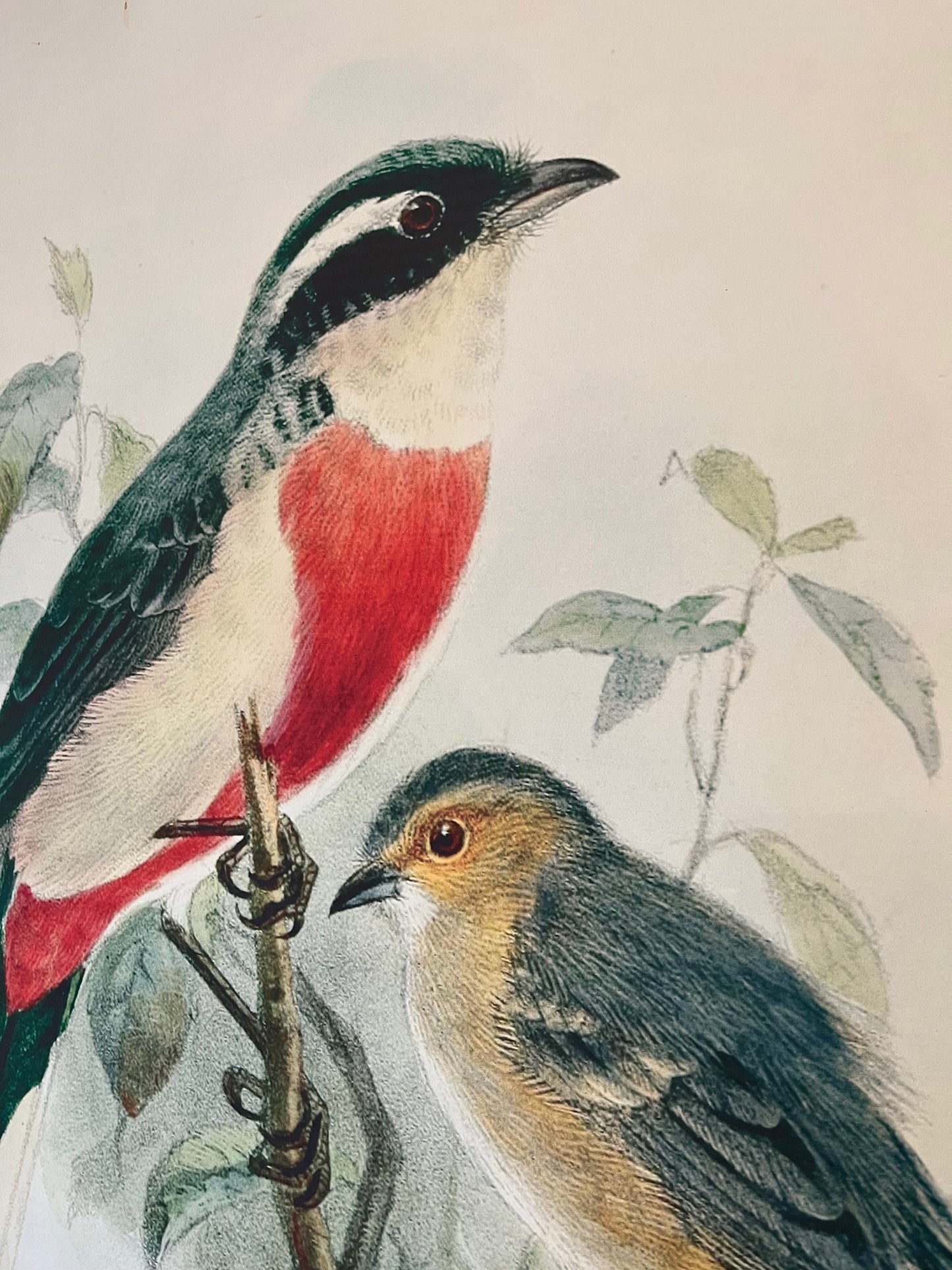 Beautiful Pair of Framed Bird Prints
