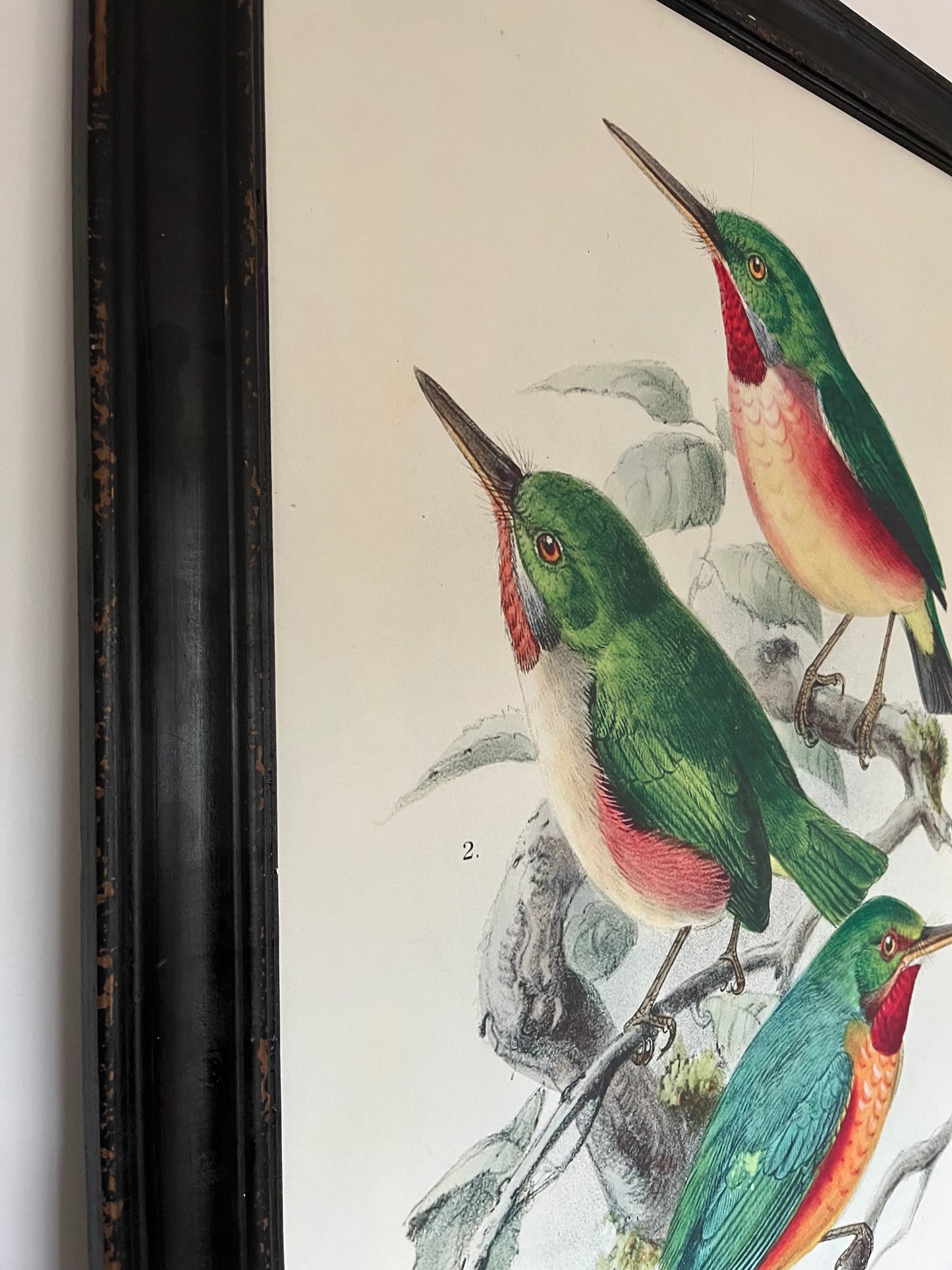 Beautiful Pair of Framed Bird Prints