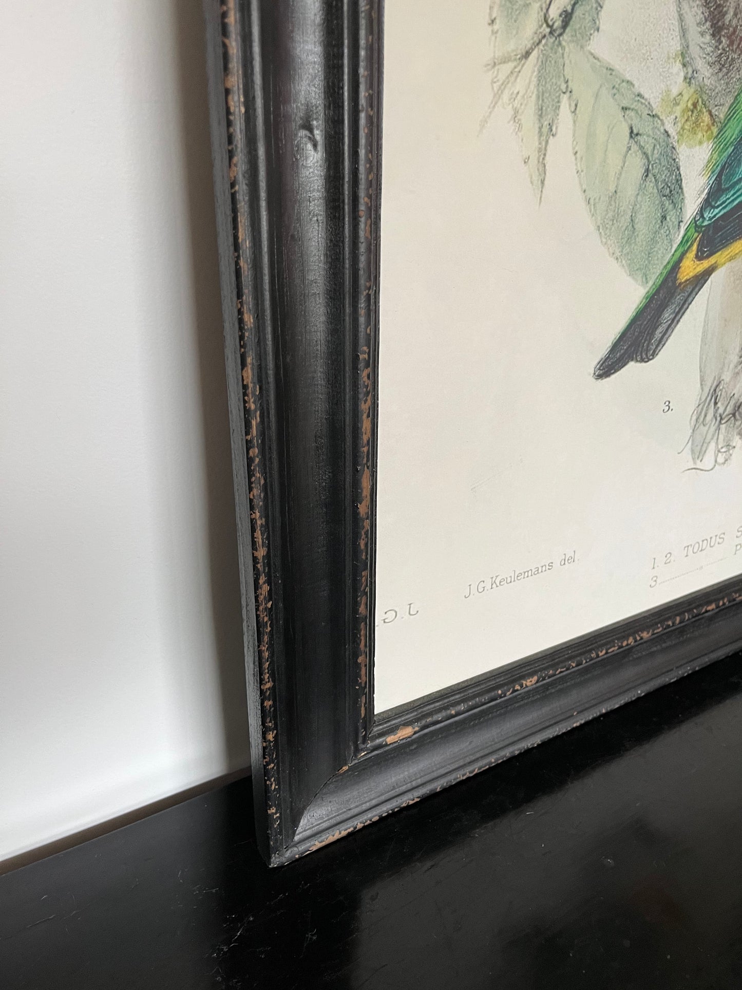 Beautiful Pair of Framed Bird Prints