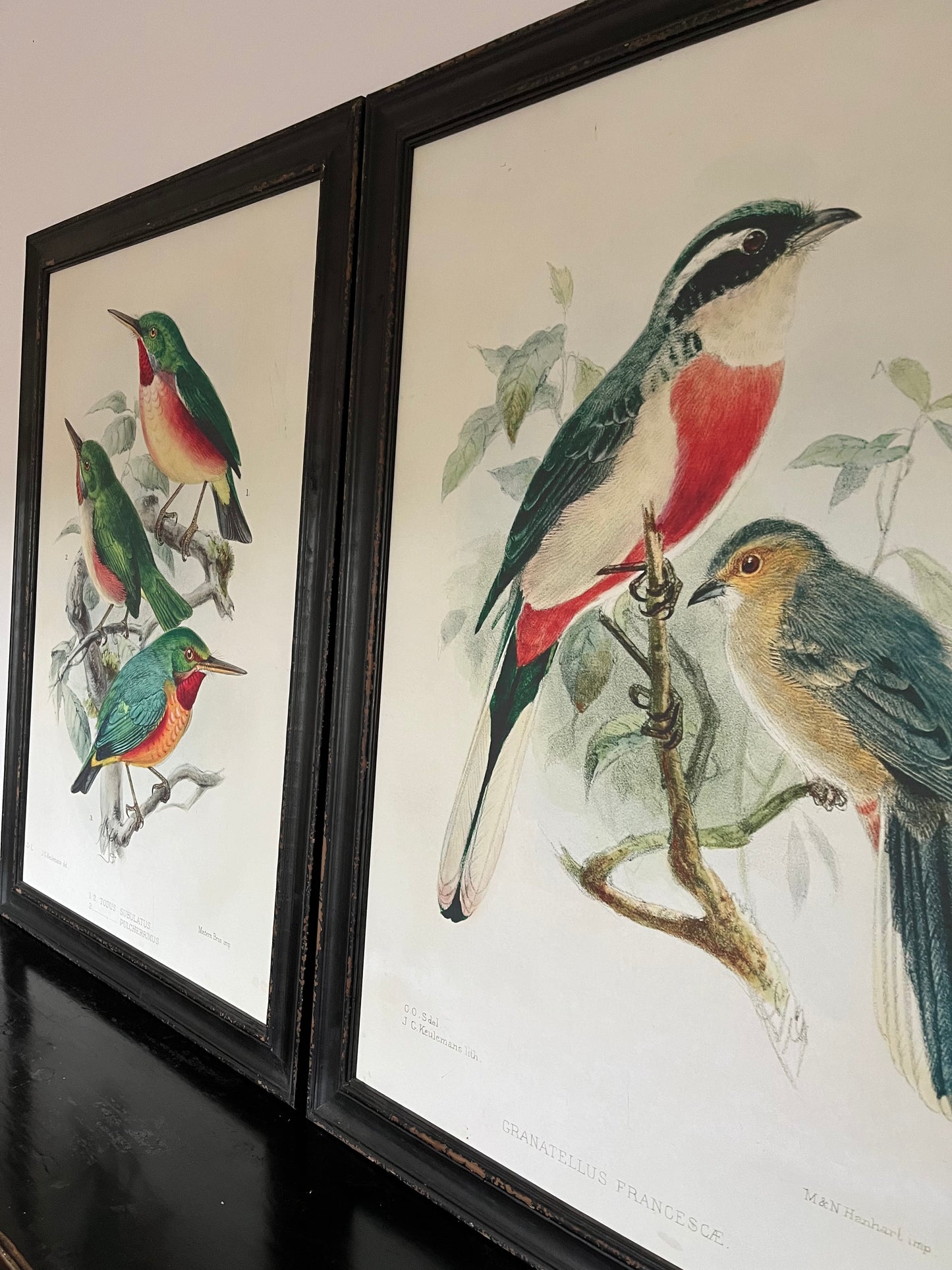 Beautiful Pair of Framed Bird Prints