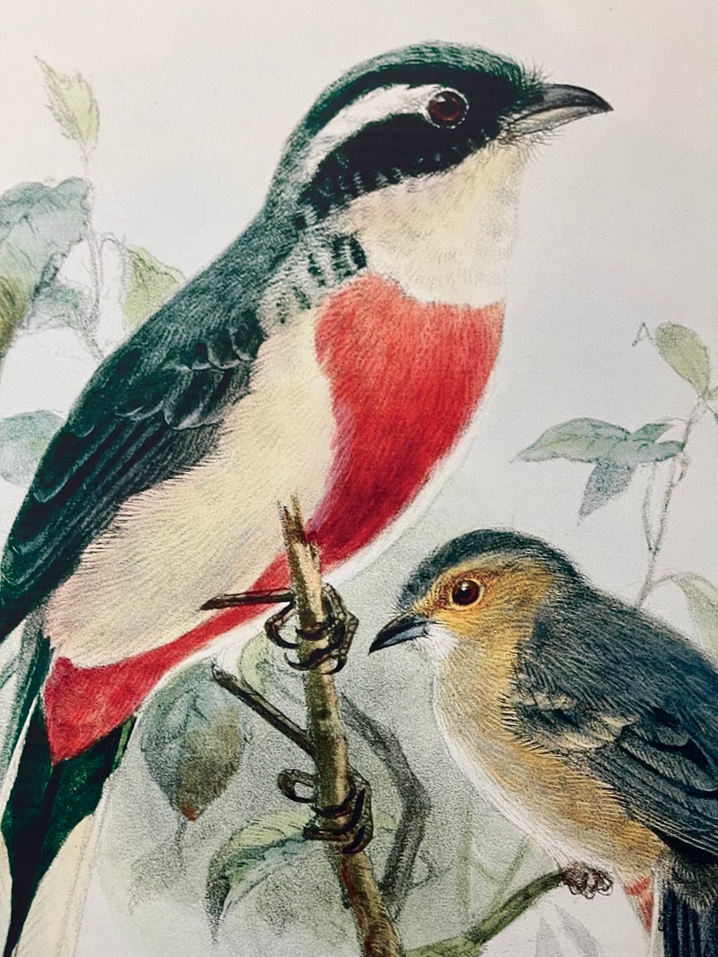 Beautiful Pair of Framed Bird Prints