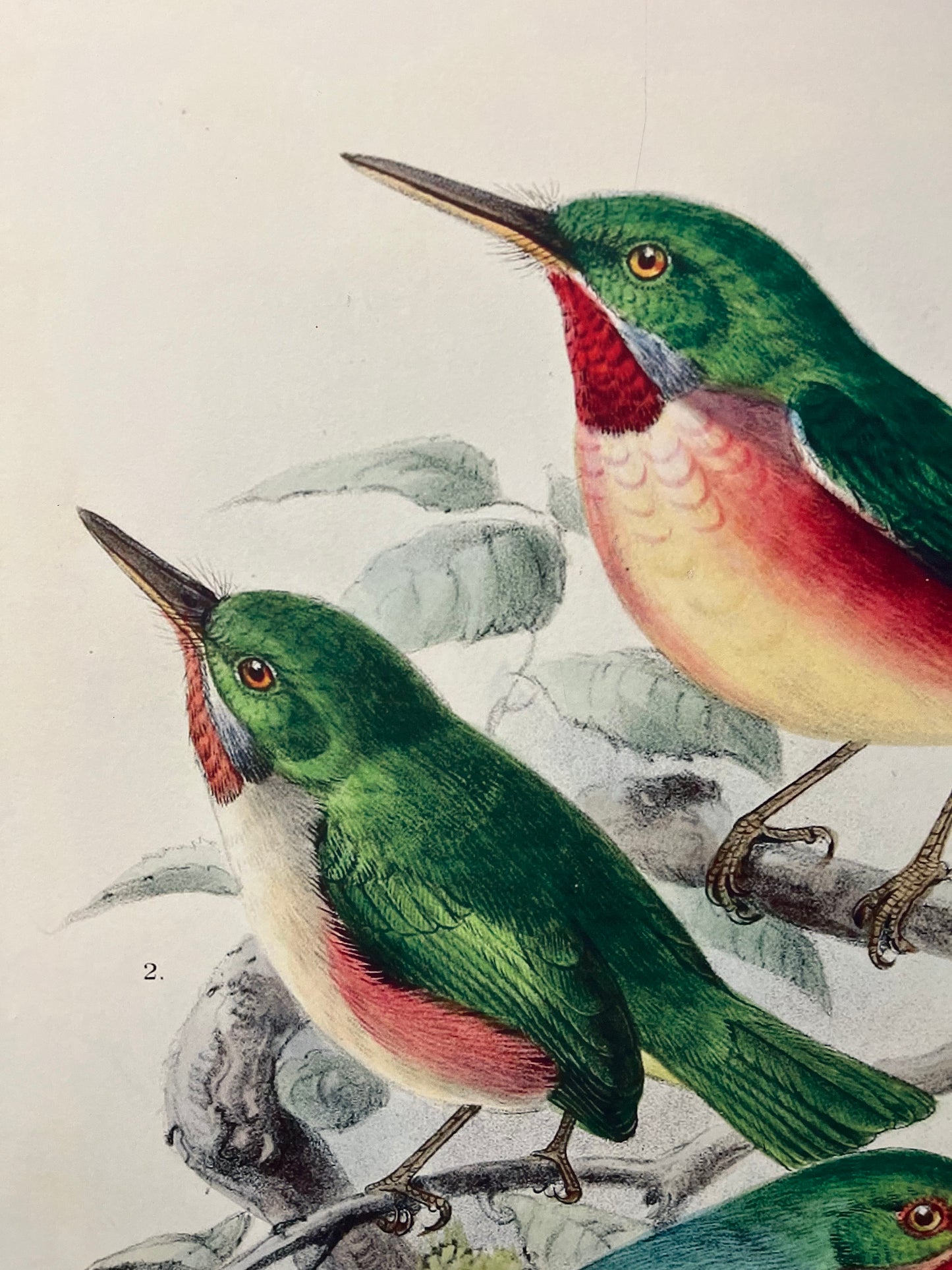 Beautiful Pair of Framed Bird Prints