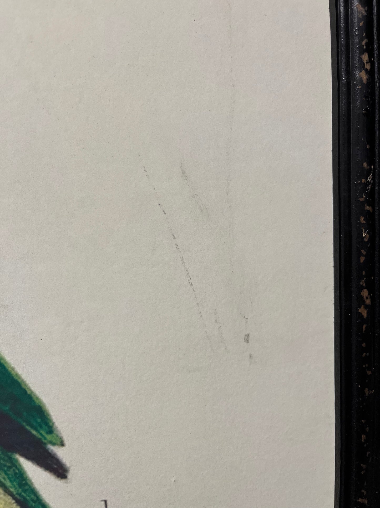 Beautiful Pair of Framed Bird Prints