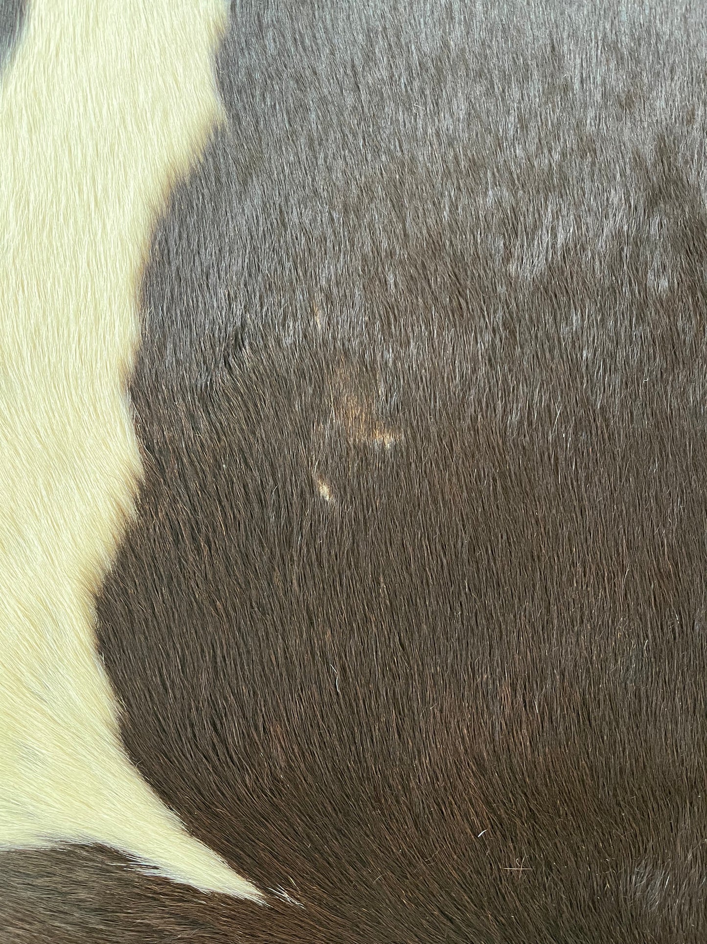 Beautiful Cowhide Rug