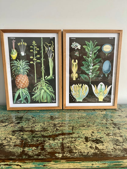 Gorgeous Pair of Framed Botanical Prints