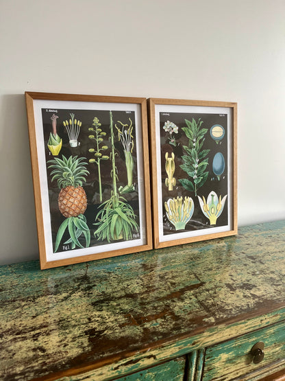 Gorgeous Pair of Framed Botanical Prints