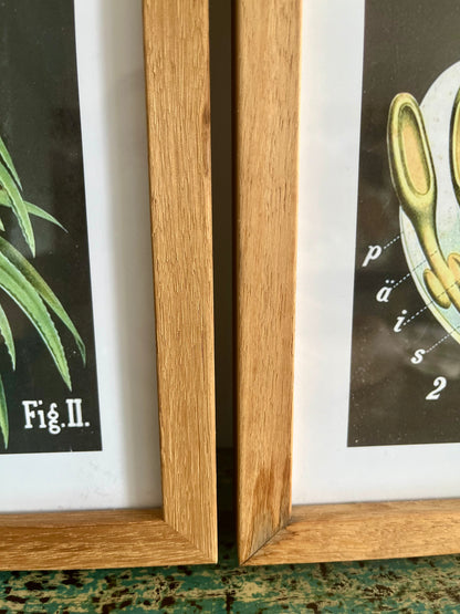 Gorgeous Pair of Framed Botanical Prints
