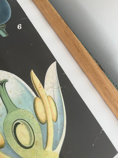 Gorgeous Pair of Framed Botanical Prints