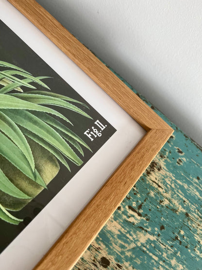 Gorgeous Pair of Framed Botanical Prints
