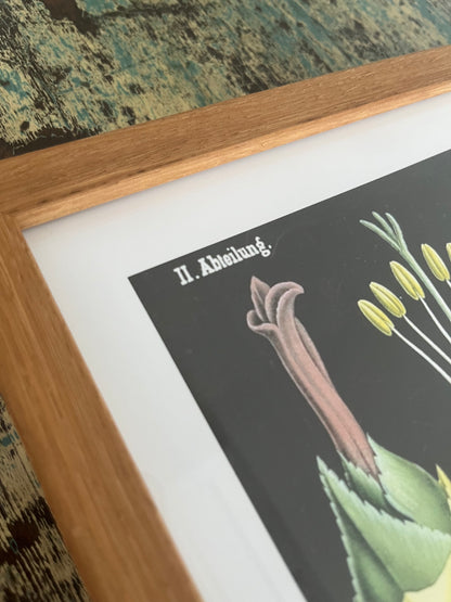 Gorgeous Pair of Framed Botanical Prints
