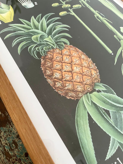 Gorgeous Pair of Framed Botanical Prints