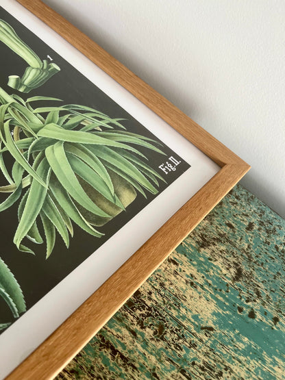Gorgeous Pair of Framed Botanical Prints