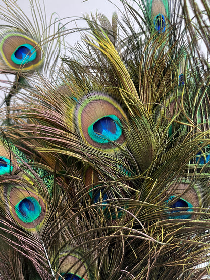 Lovely Lantern Vase with Peacock Feathers