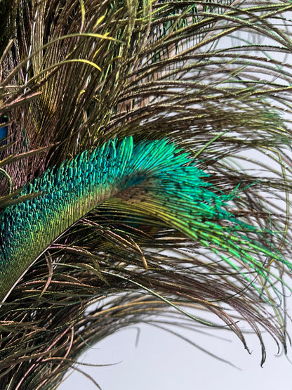Lovely Lantern Vase with Peacock Feathers